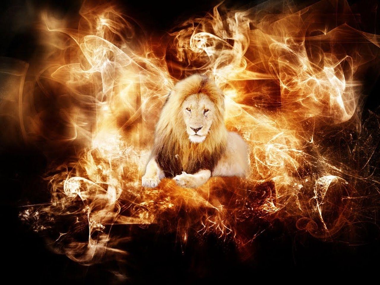 fire animals. Fire Animal wallpaper. Burn Away the Pain. Lion
