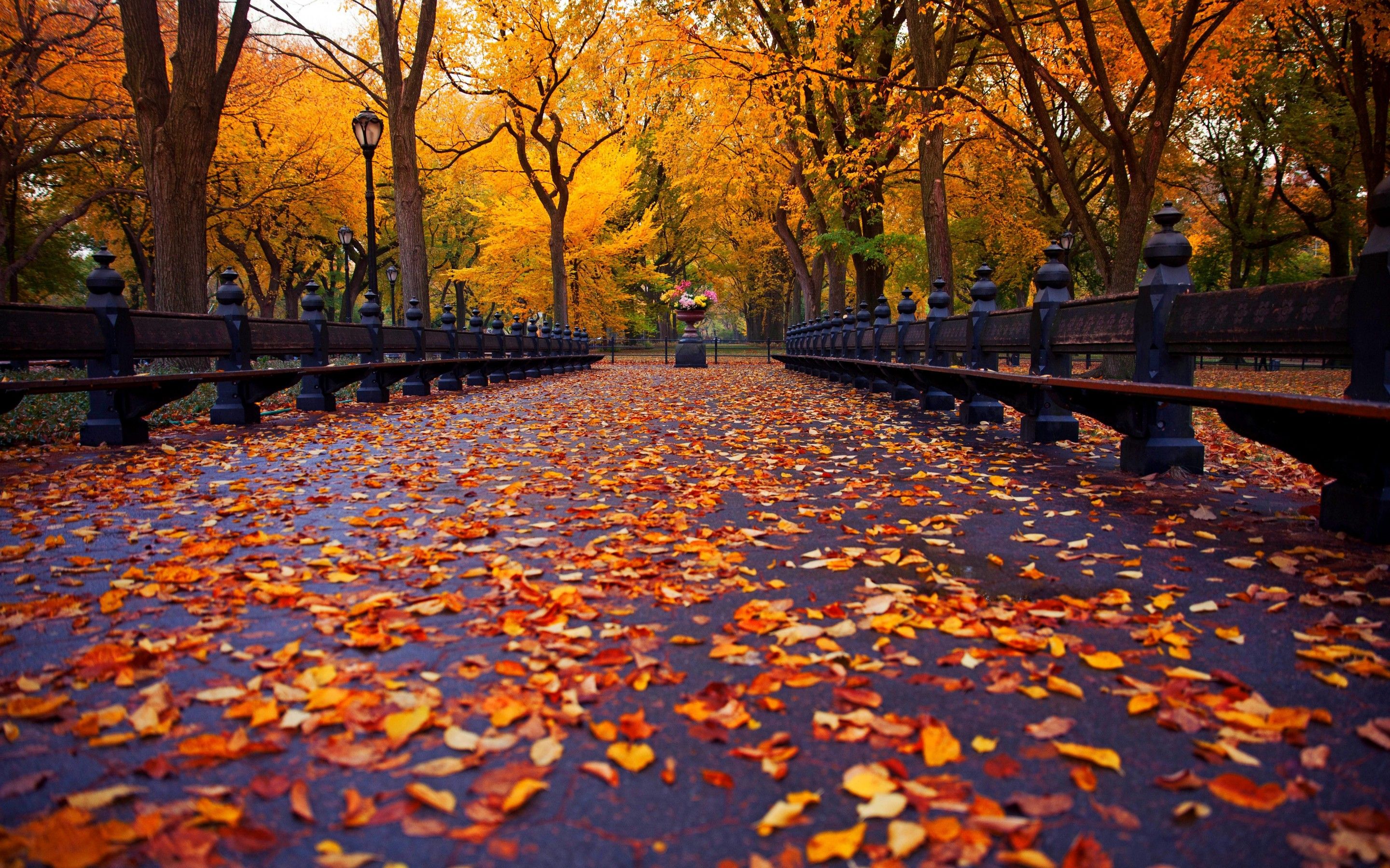 Autumn nature park bench trees leaves avenue New York wallpaperx1800. Paisajes, Garden wallpaper, Parques