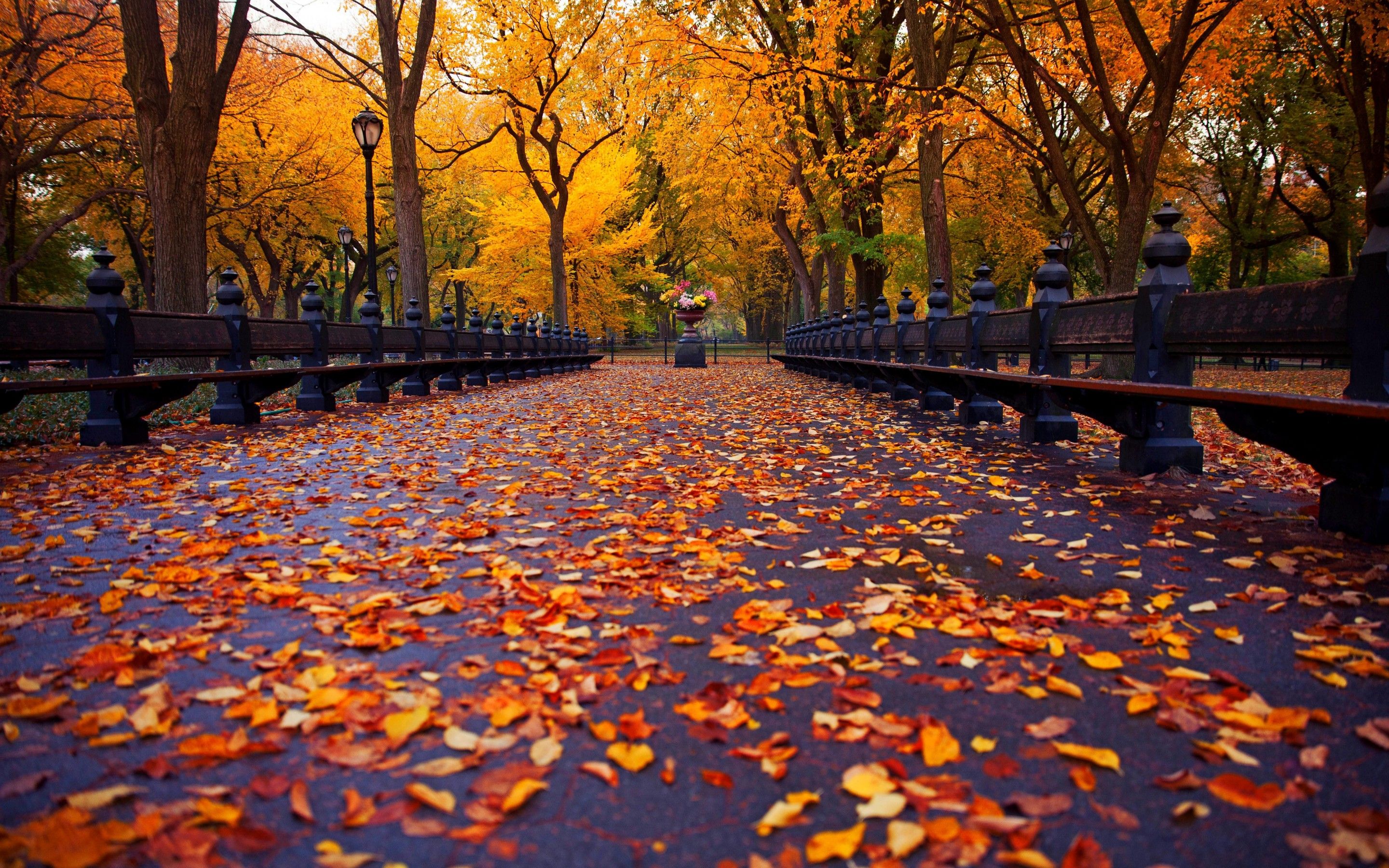 Autumn Central Park New York Wallpapers - Wallpaper Cave