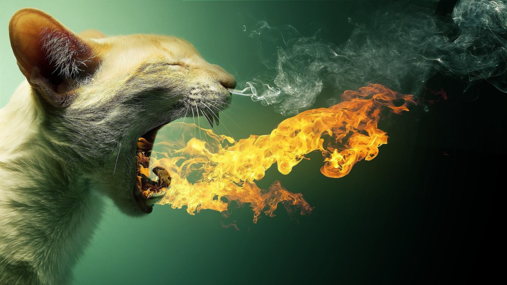 cat, Fire, Smoke, Animals, Photo Manipulation Wallpaper HD