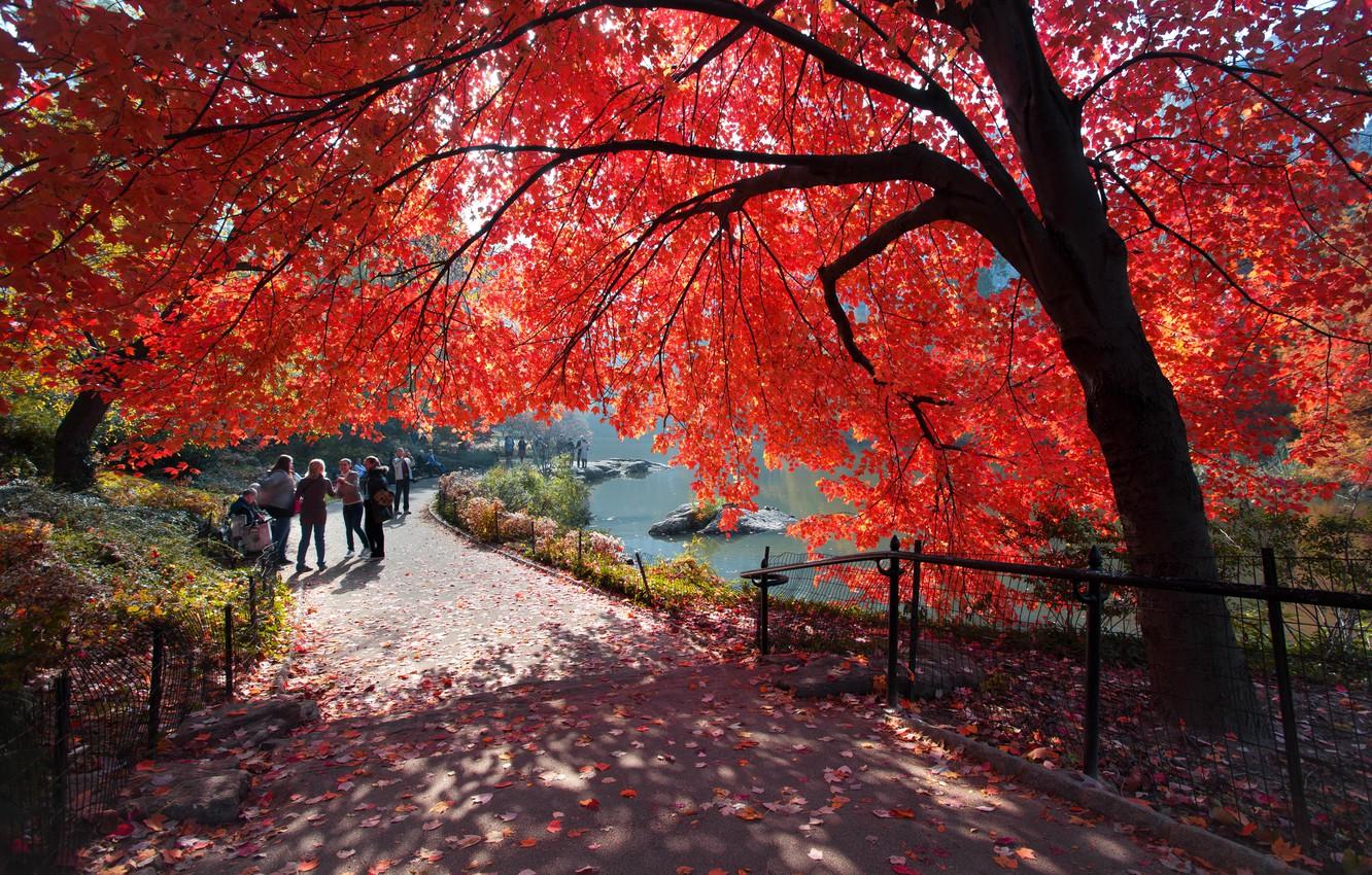 Wallpaper USA, New York, New York City, autumn, people, america, manhattan, central park, route, fall, united states of america, maple leaves, maple image for desktop, section город