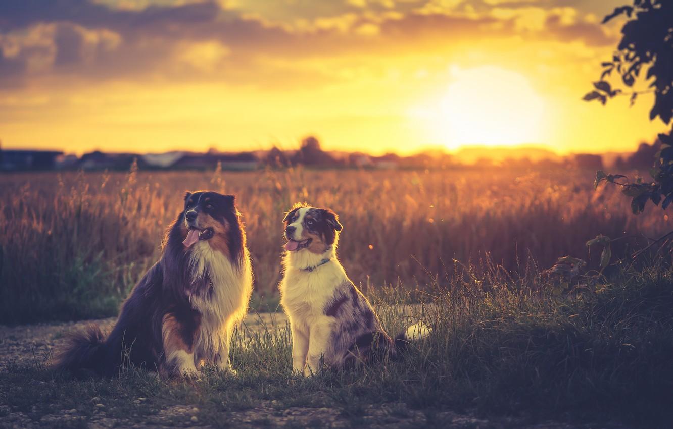 Wallpaper field, sunset, sundown, dogs, australian shepherd