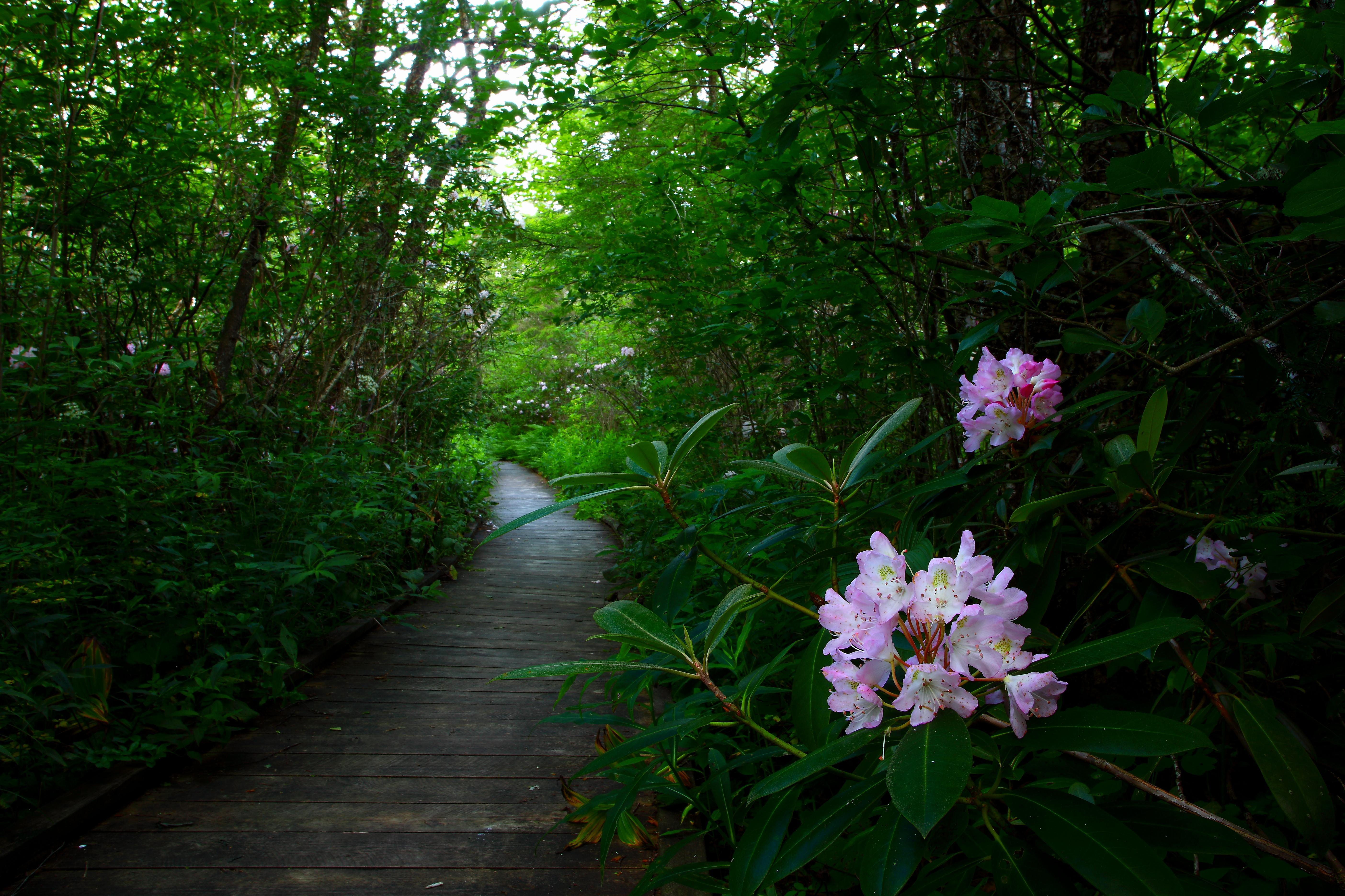 Cranberry Glades Rhododendron Virginia