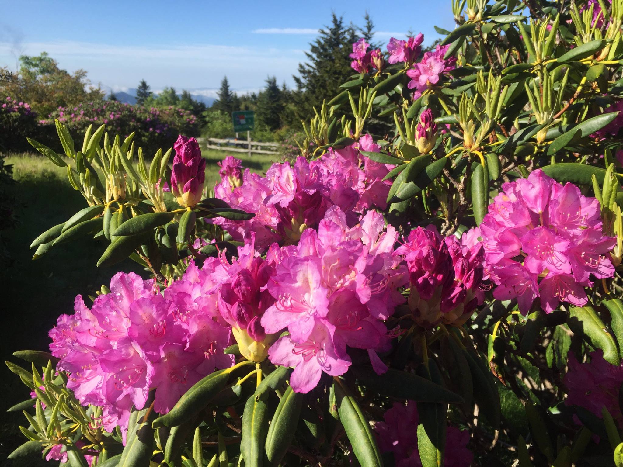 Rhododendron Festival