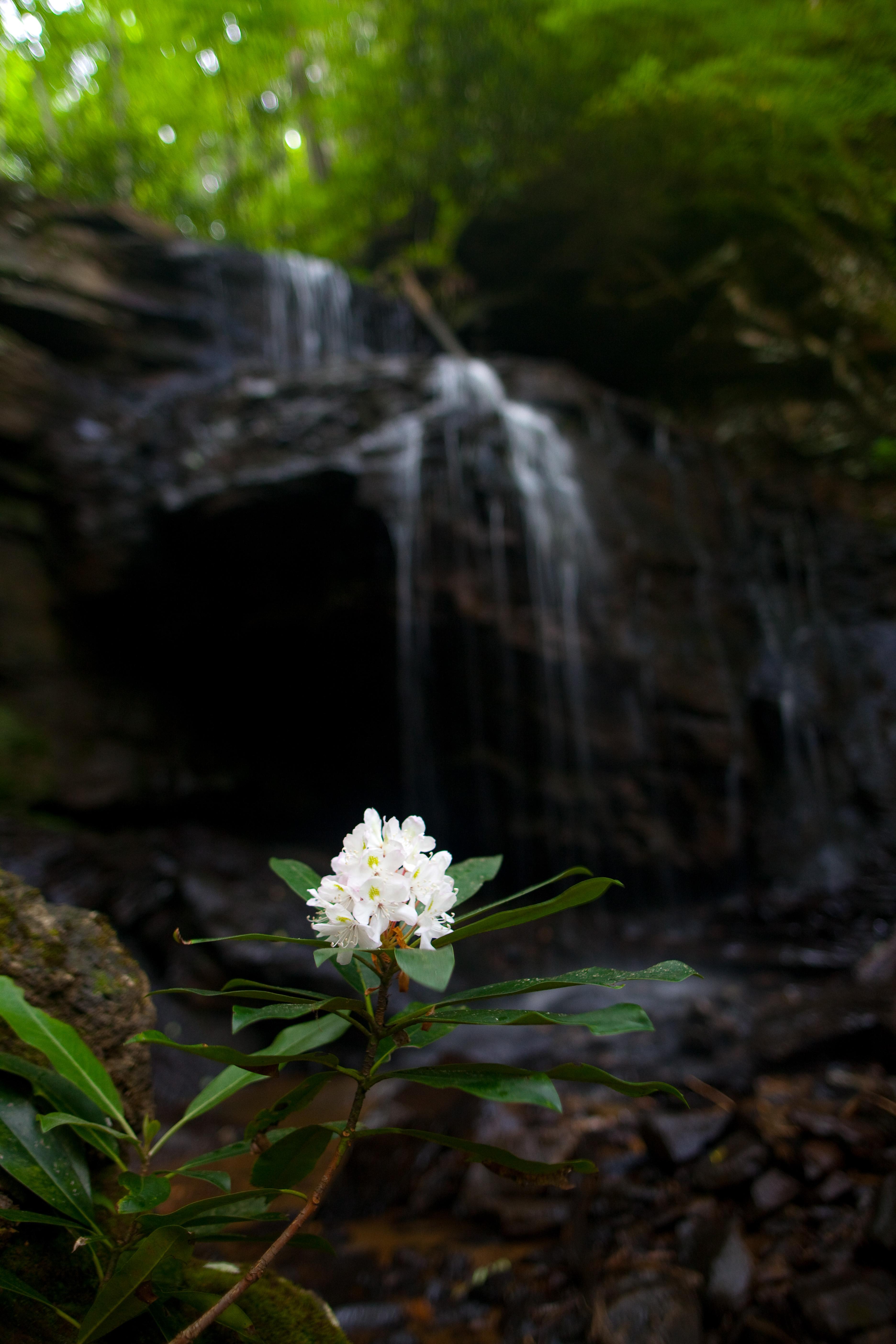Spring Mountain Rhododendron Flower Virginia