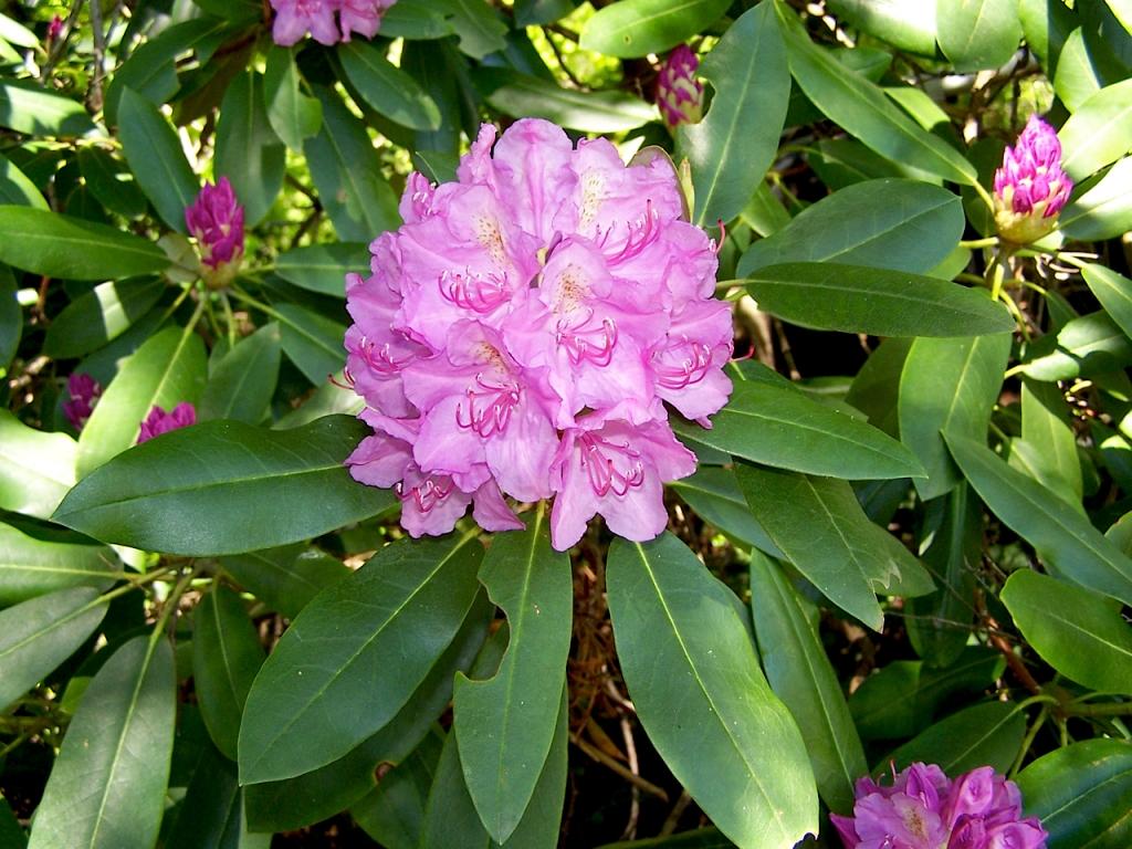 New River Gorge Photo Gallery - Blooming plants of late