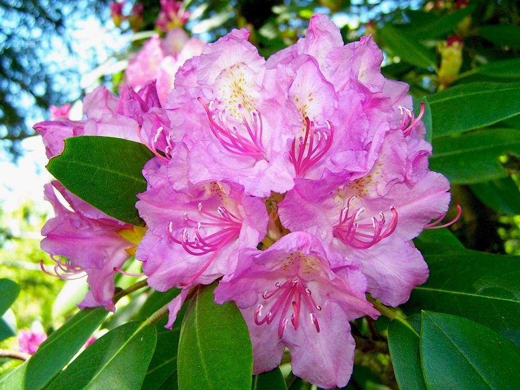New River Gorge Photo Gallery - Blooming plants of late