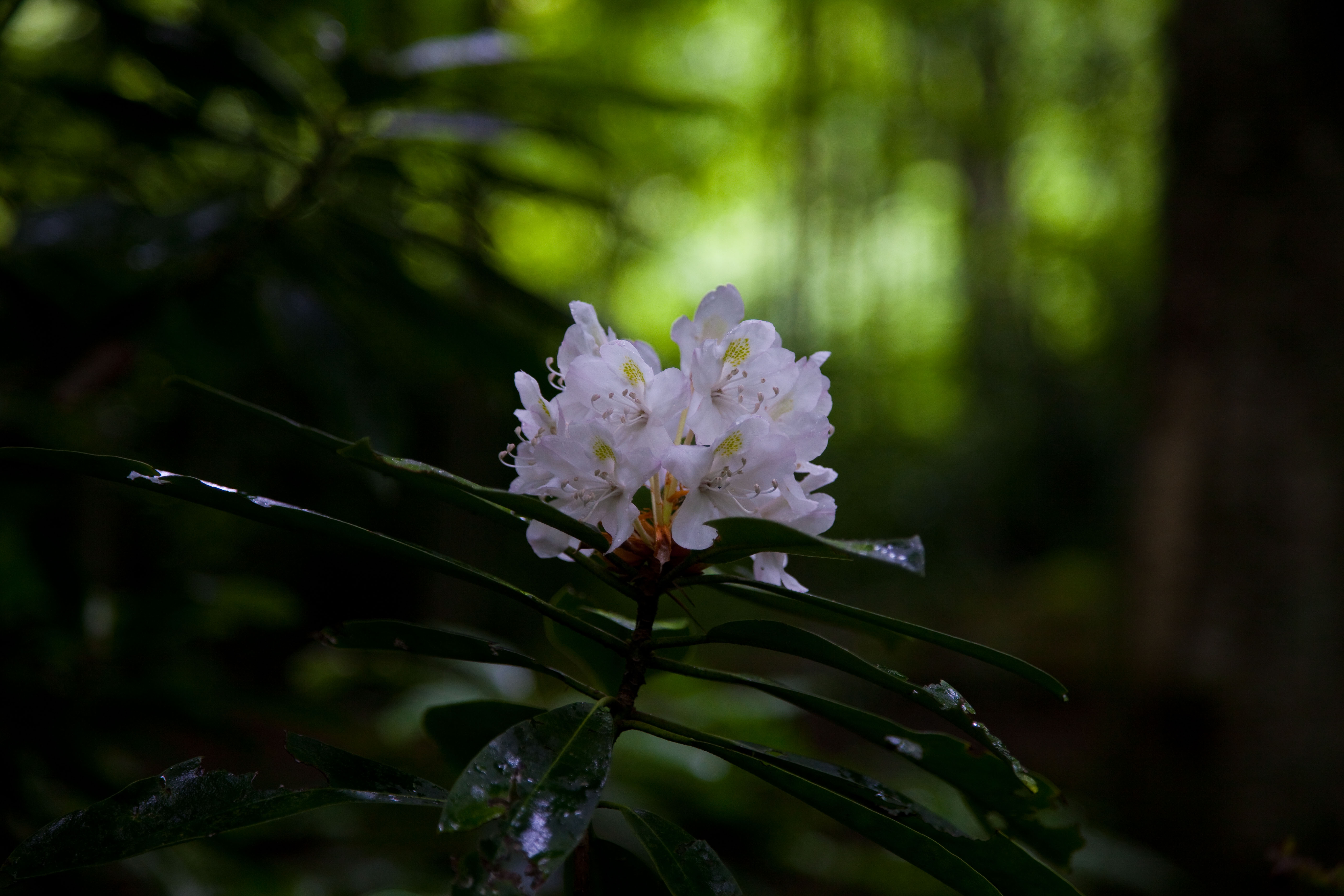 Mountain Trail Azalea Flower Virginia