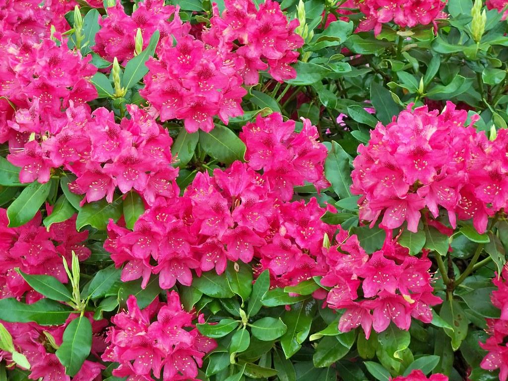 West Virginia's state flower, Rhododendrons Seen La