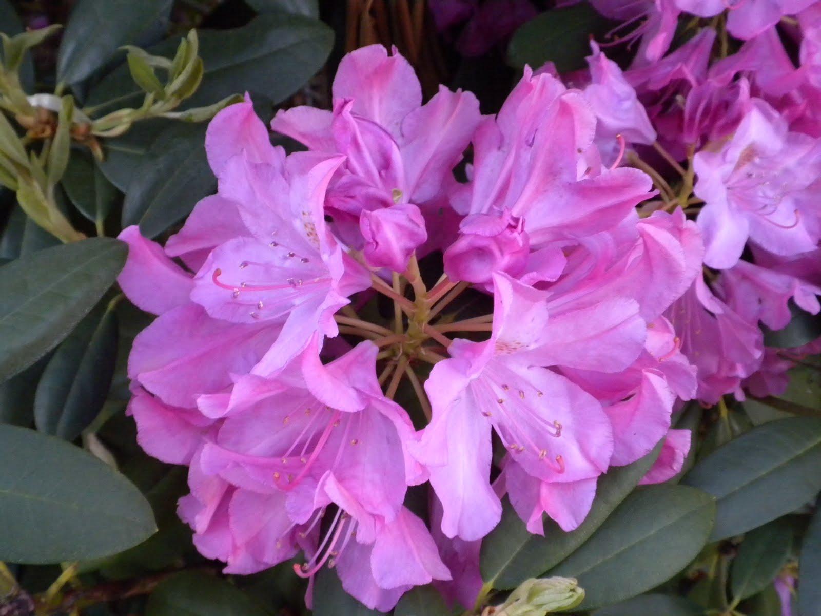 A Meek Perspective: Rhododendron Bush