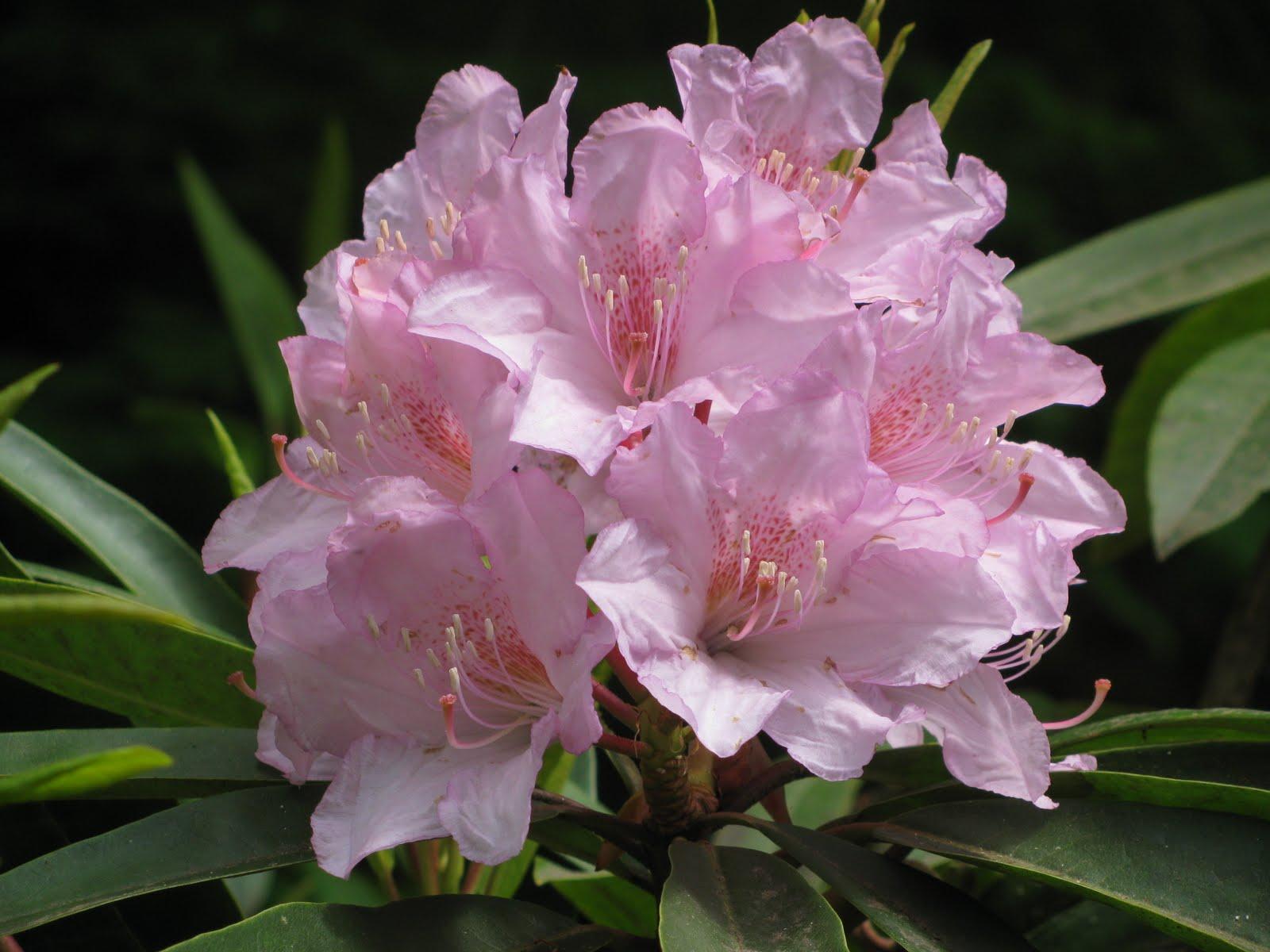 Coast Rhododendron Wallpaper High Quality