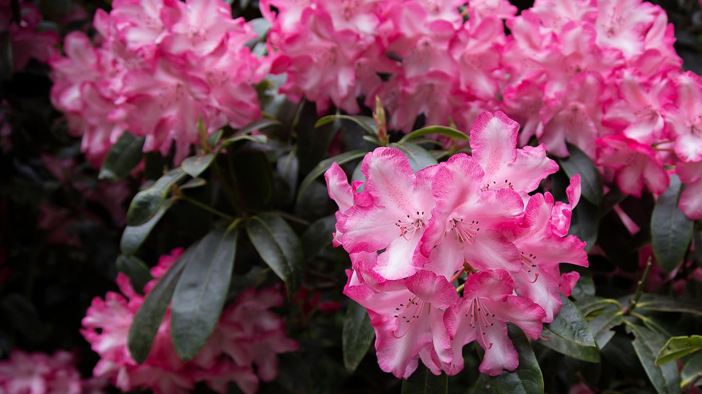 Most Popular Flowers In Every State 7 Tempo