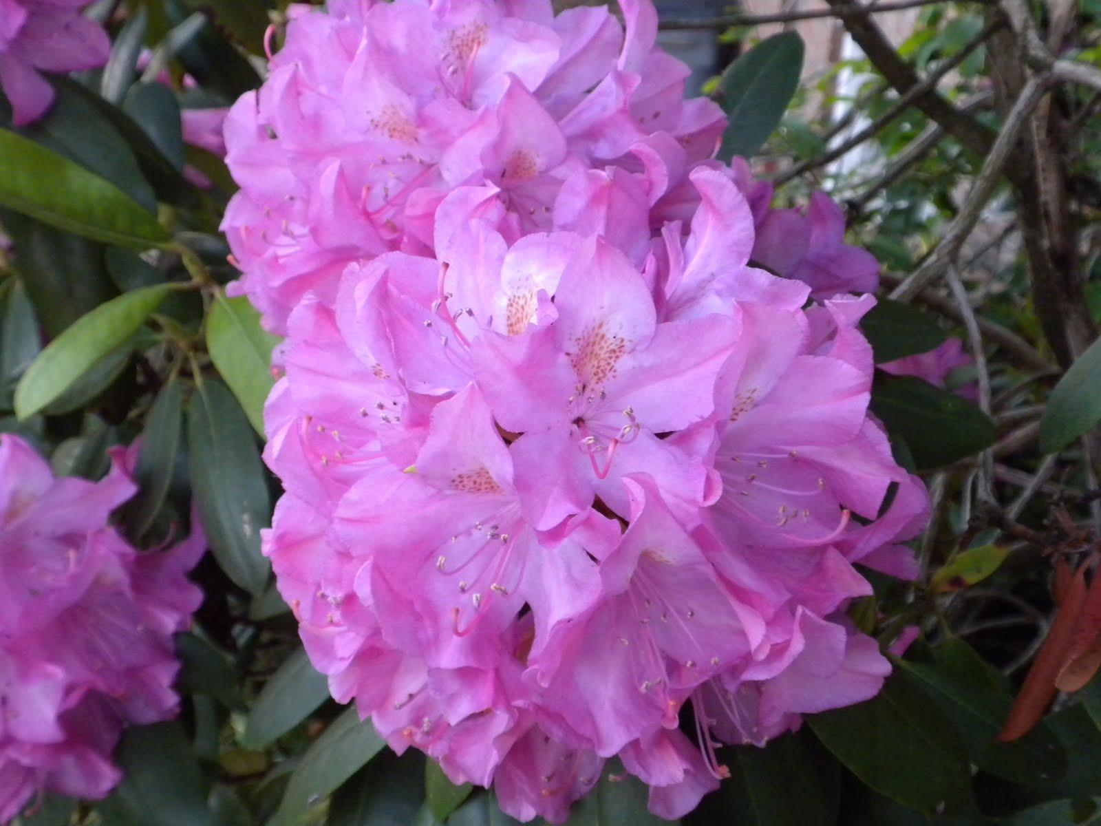 A Meek Perspective: Rhododendron Bush