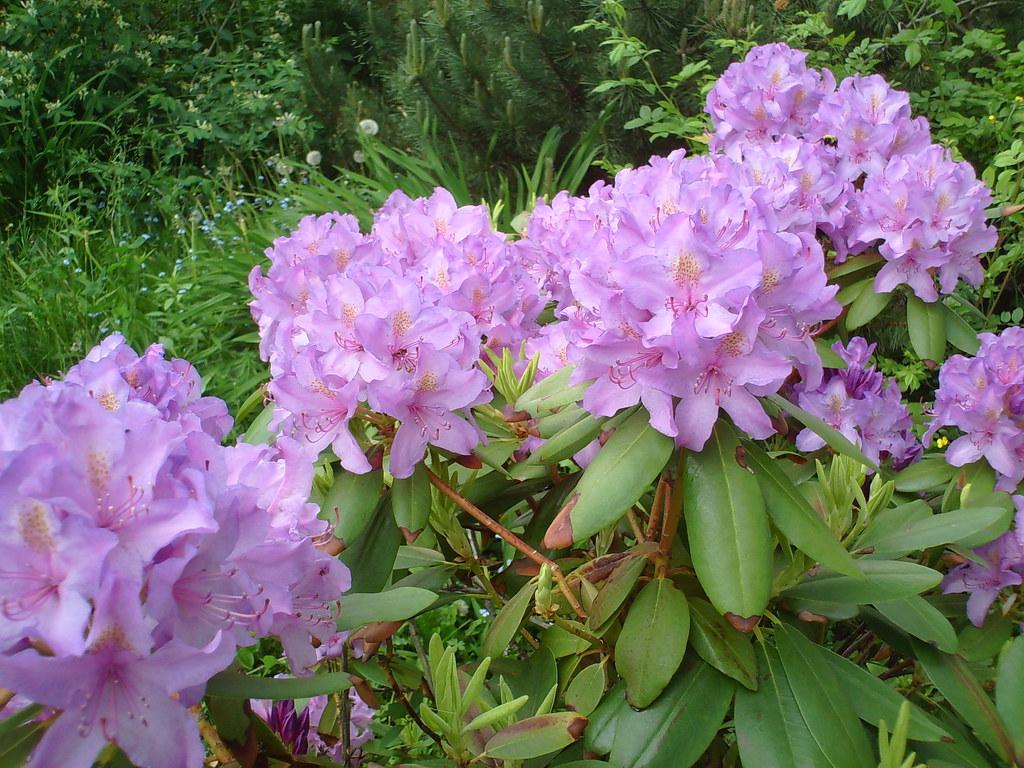 Lilac Rhododendrons. This rhododendron looks amazing when i