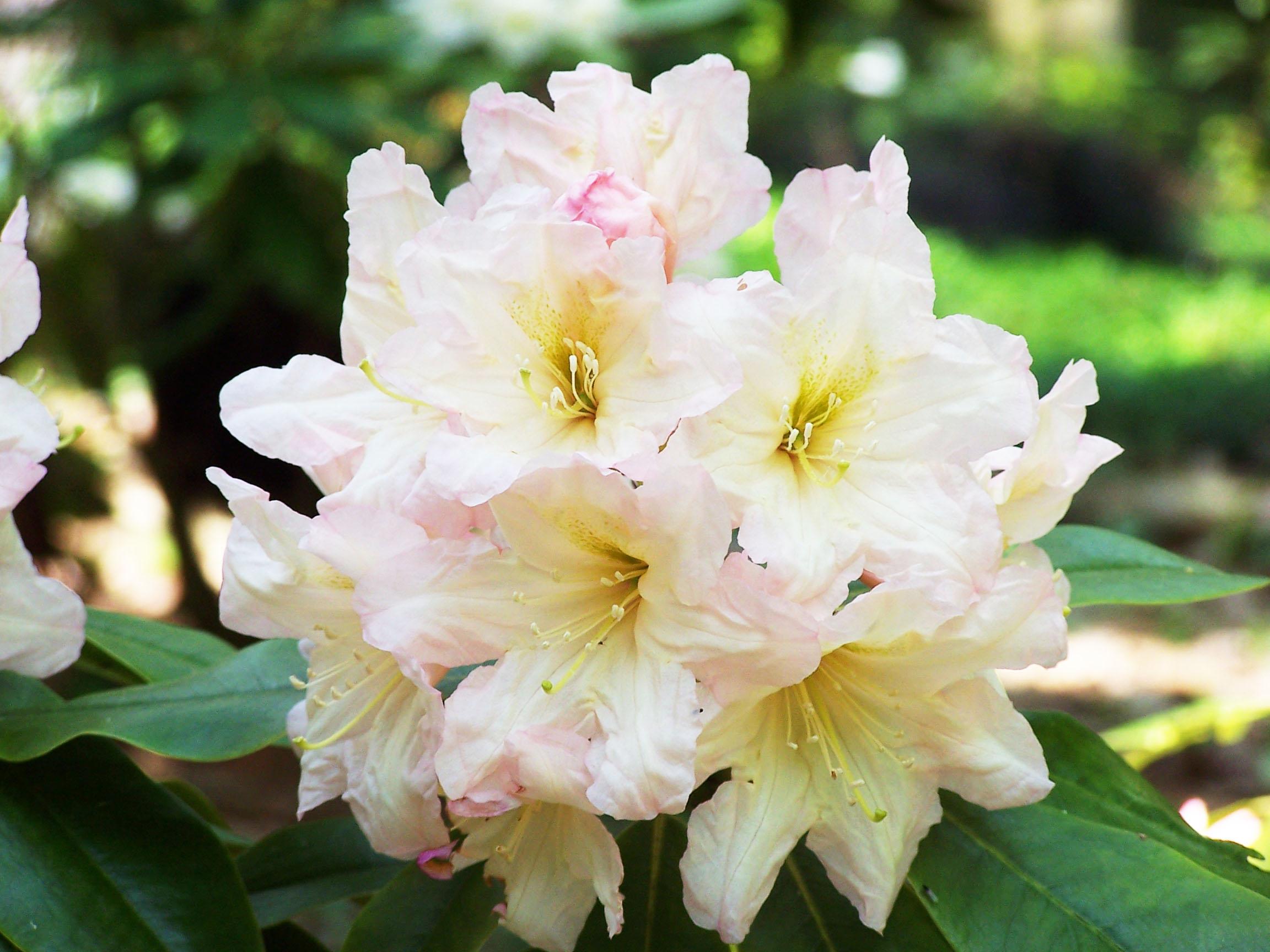how to Midwest Chapter of The American Rhododendron