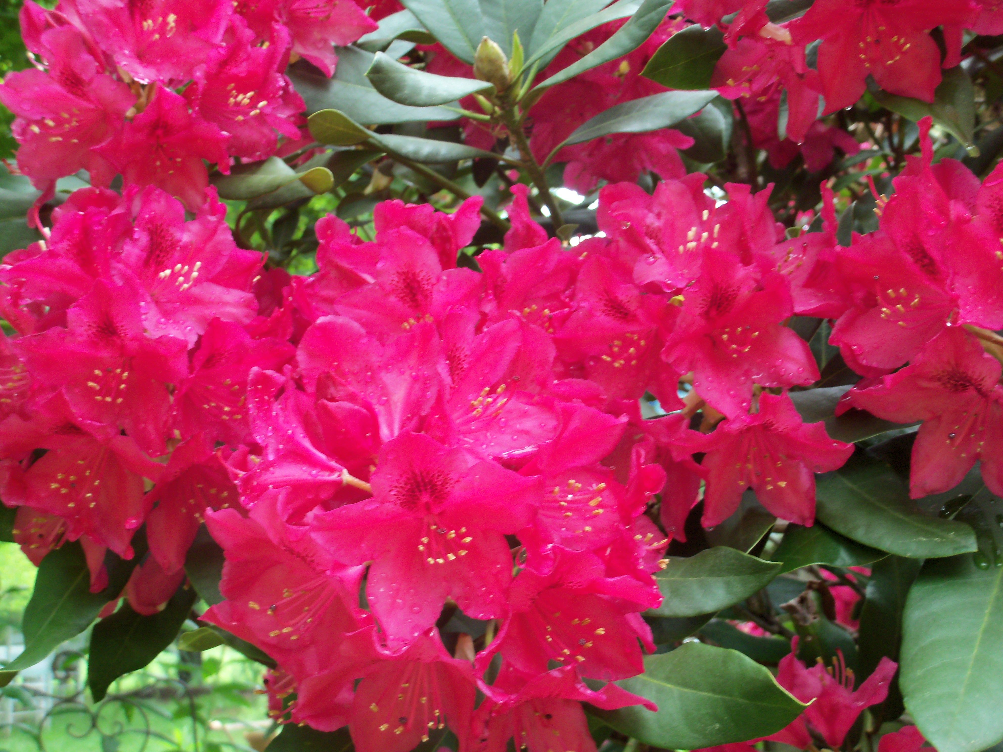 West virginia flower