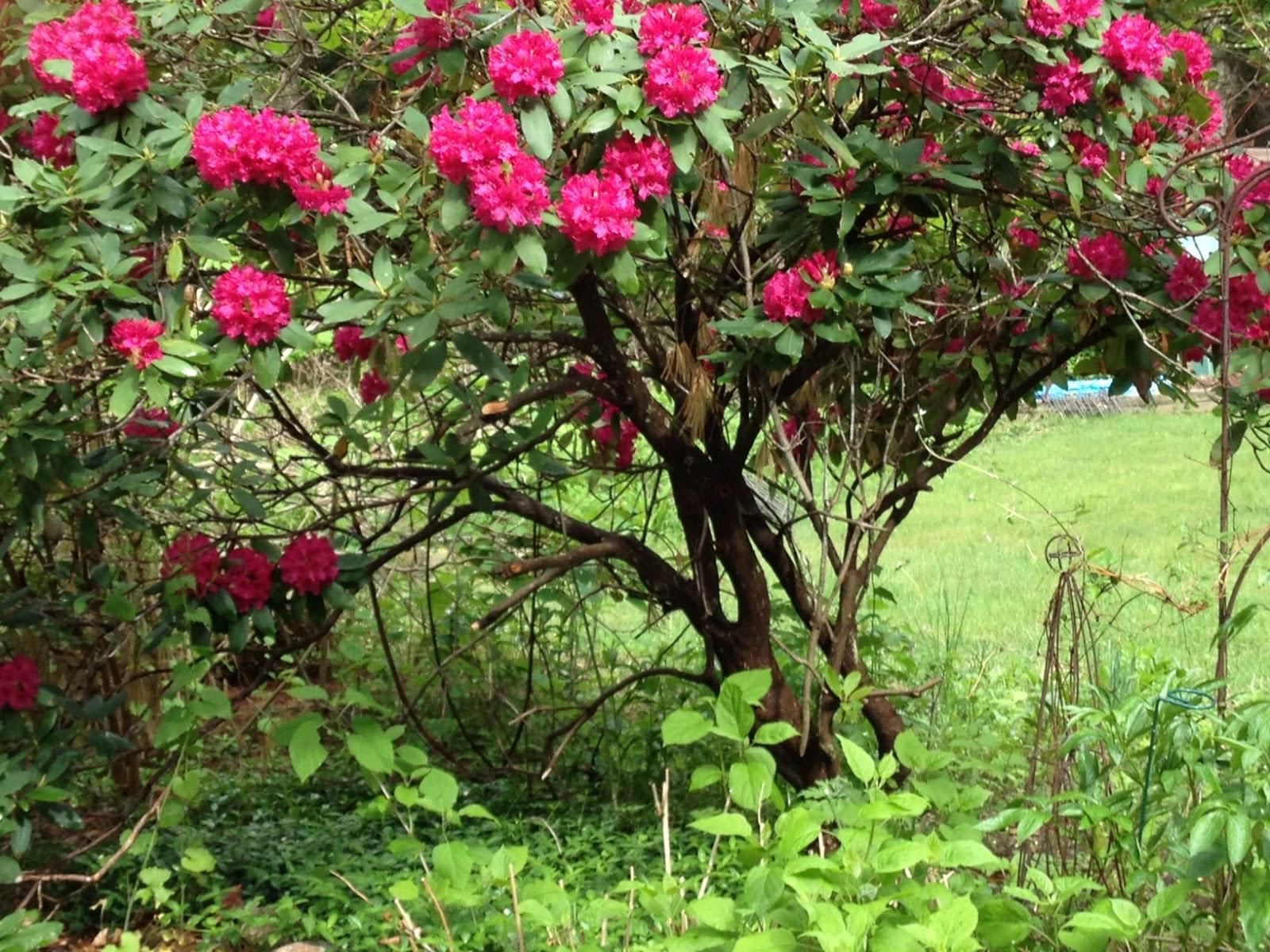 Deborah Velásquez: May Flower Challenge • Fabulous Fuchsia