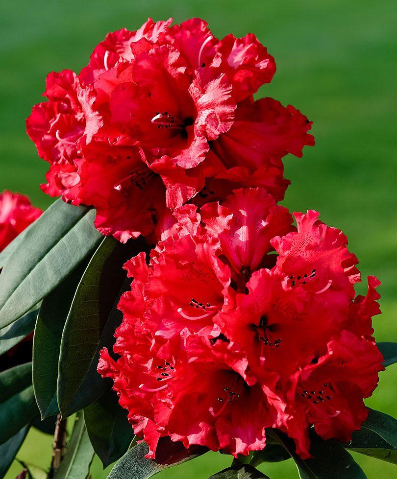 Rhododendron West Virginia Wallpapers - Wallpaper Cave