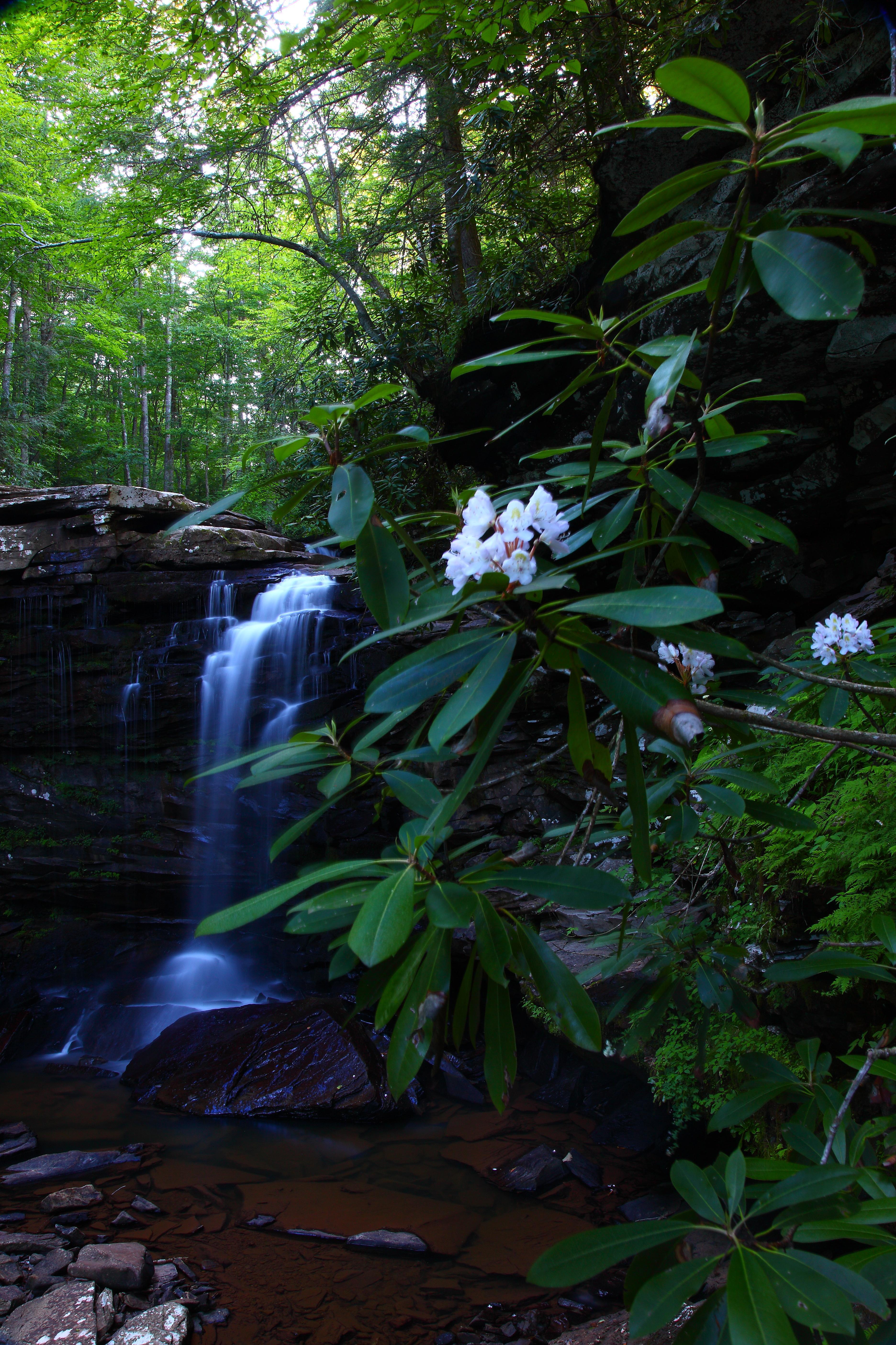 Waterfalls Hills Creek Rhododendrons Virginia