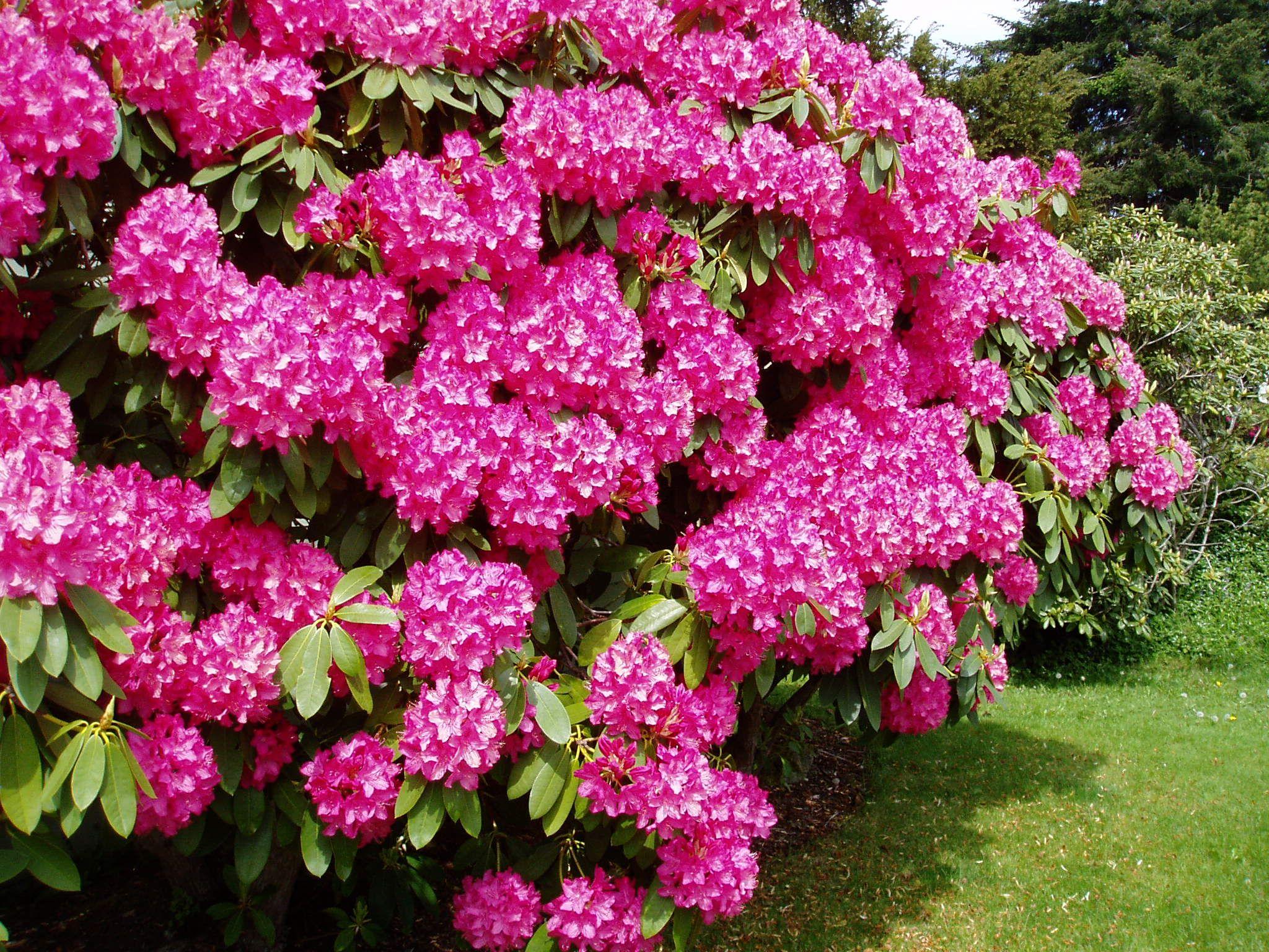 Rhododendron West Virginia Wallpapers - Wallpaper Cave