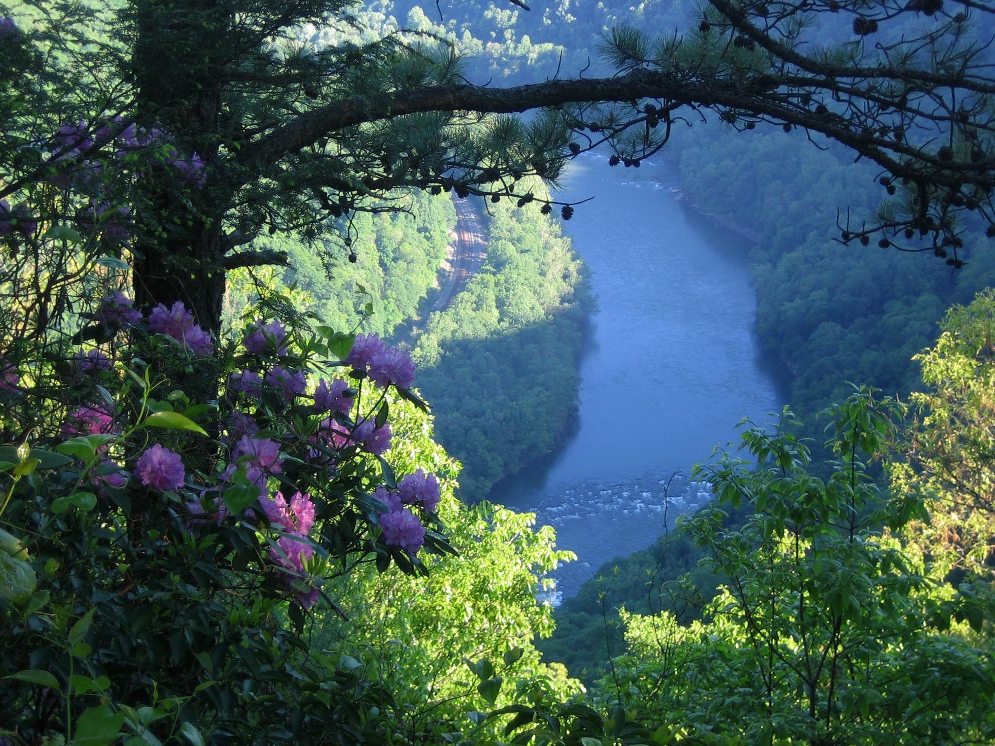 New River scene. Notice the rhododendron. They grow like