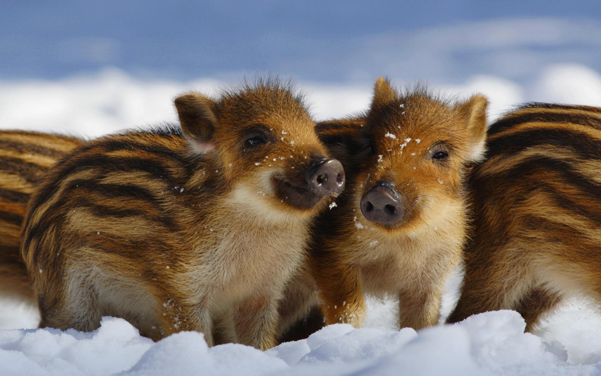 Wild pigs wallpaper and image, picture, photo