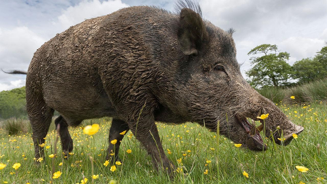 Animals Wild boar Pig Picture Free Wallpaper