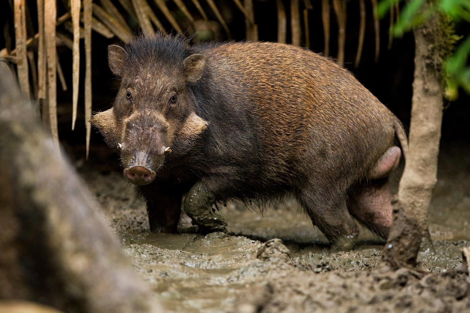 fast pics2: danger wild pigs wallpaper, wild pig picture