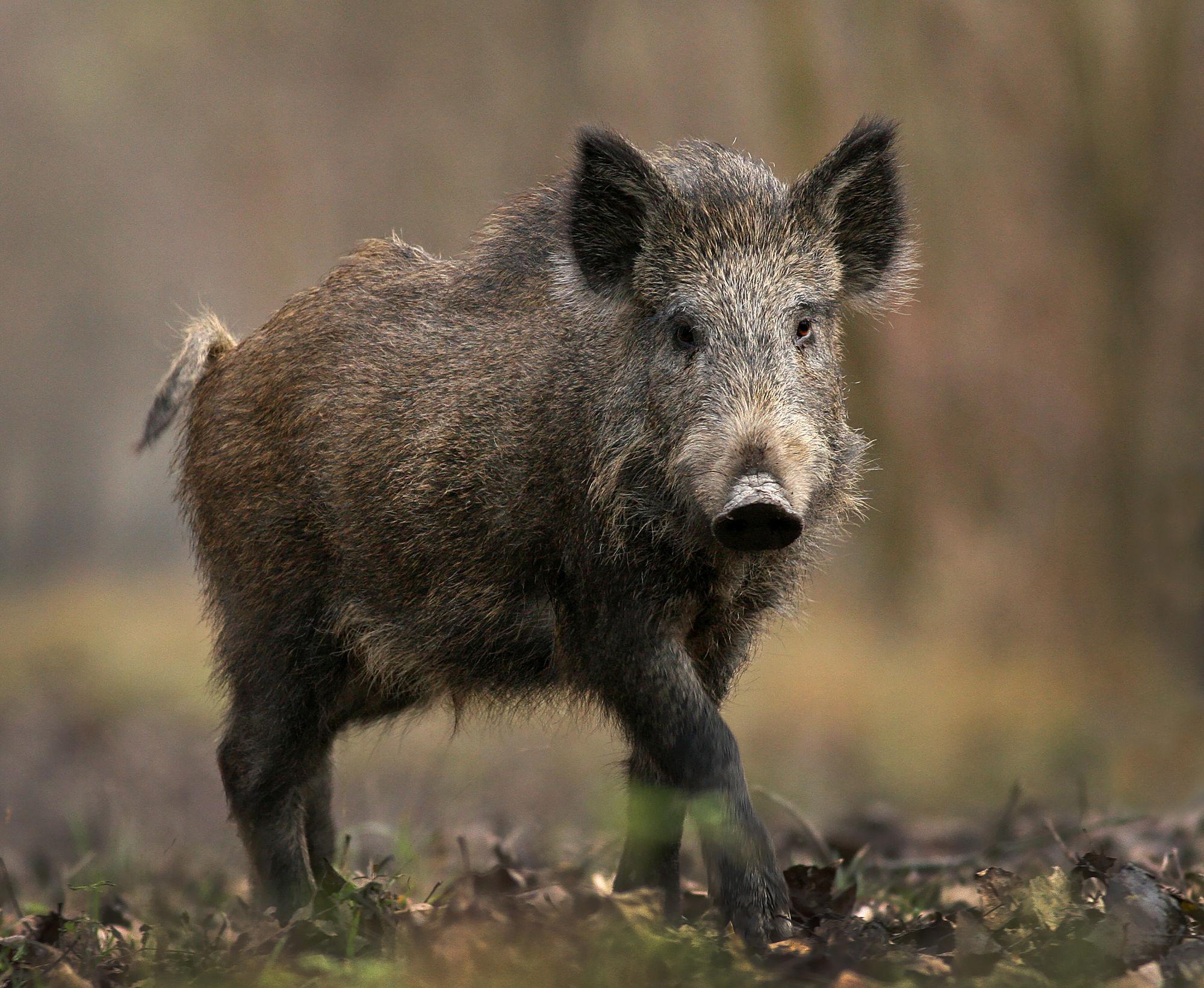 Wild Boar Background