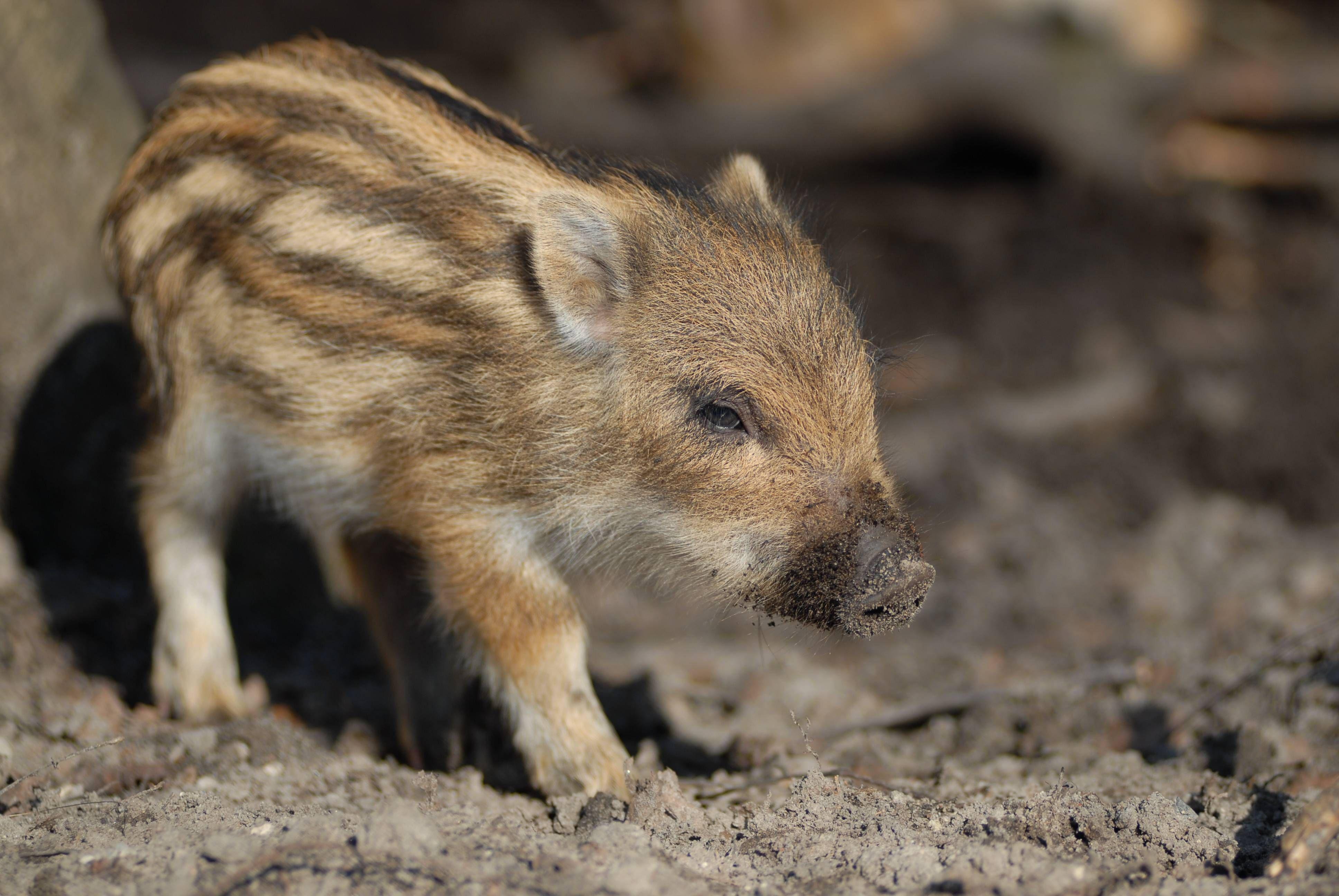 Wild Boar Piglet. Cute!. Wild boar, Baby animals, Baby pigs