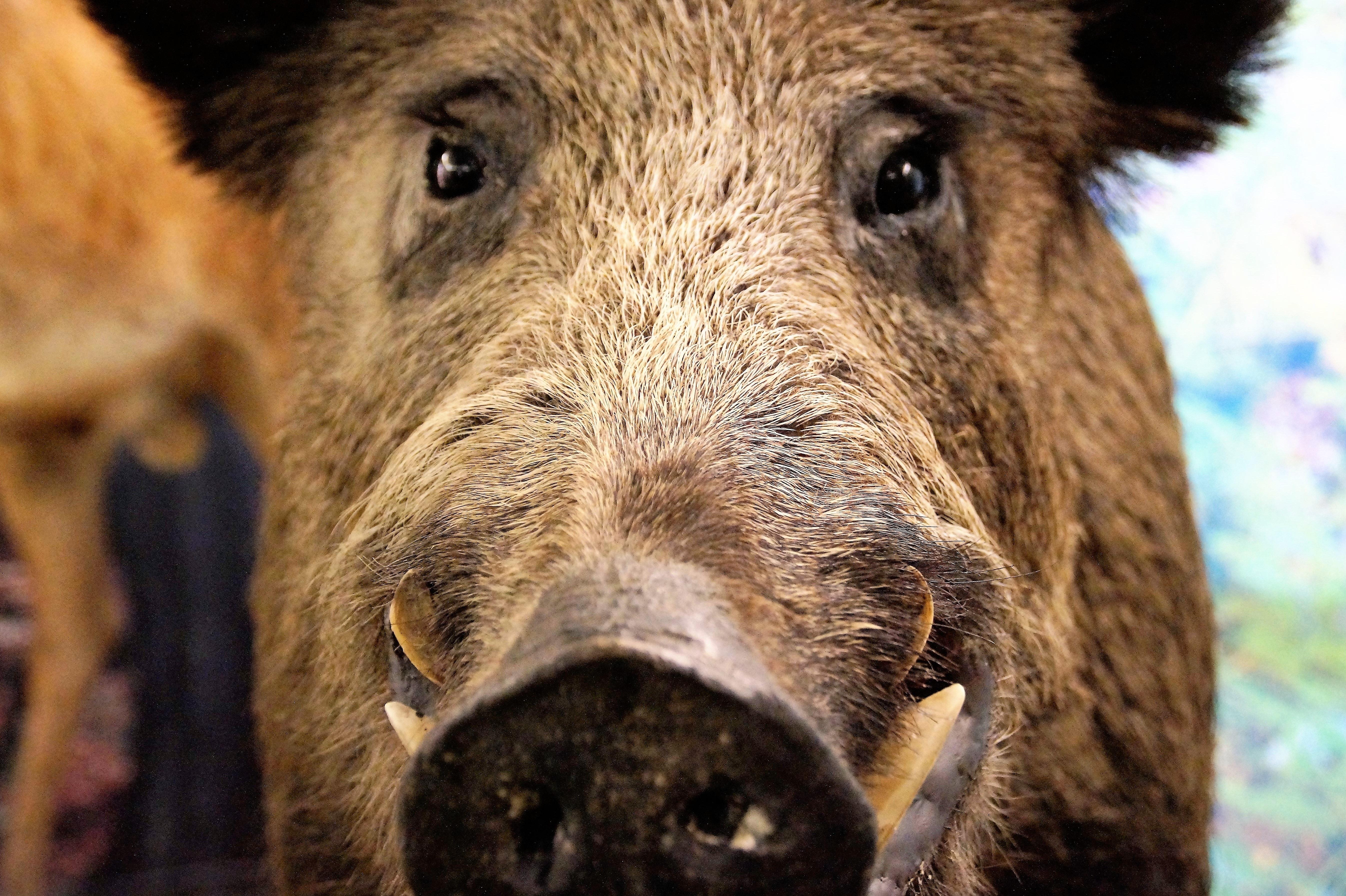 brown and black wild boar free image