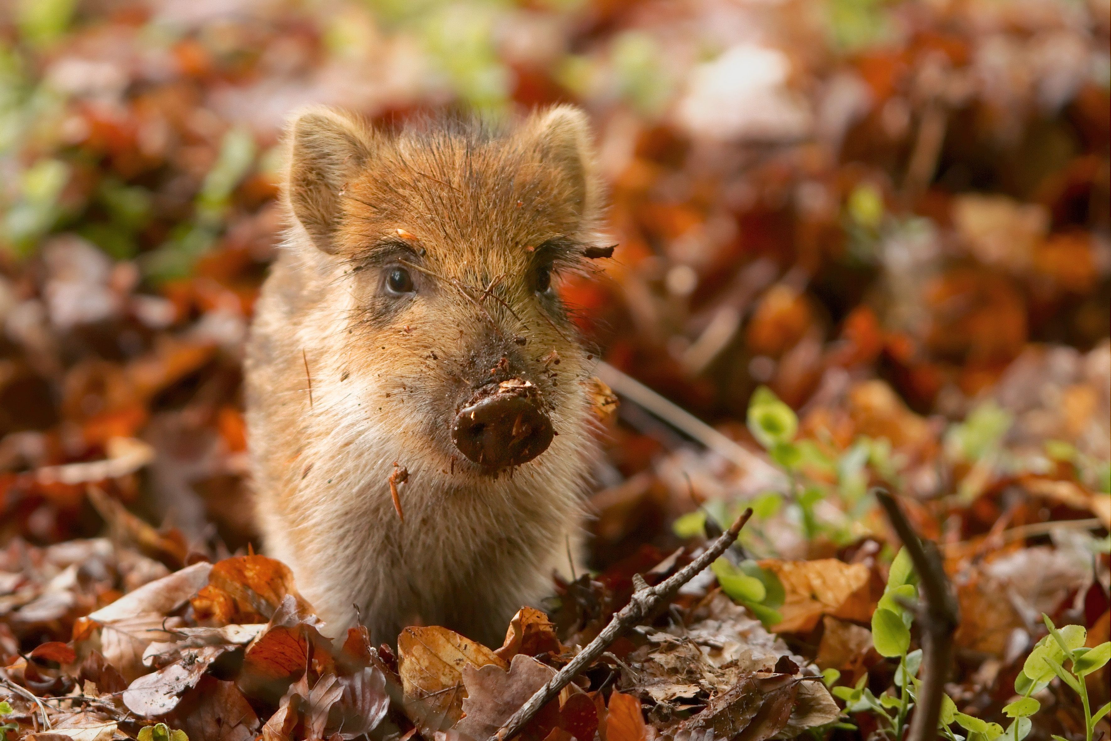 A baby wild Boar. Animals. Wild boar, Pet pigs, Animals