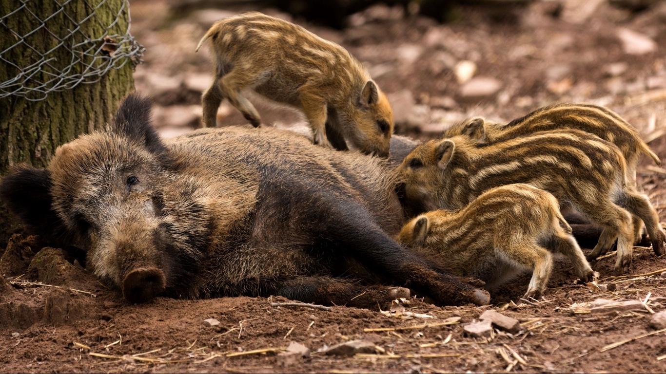 Download wallpaper 1366x768 wild boar, young, has, care, timber