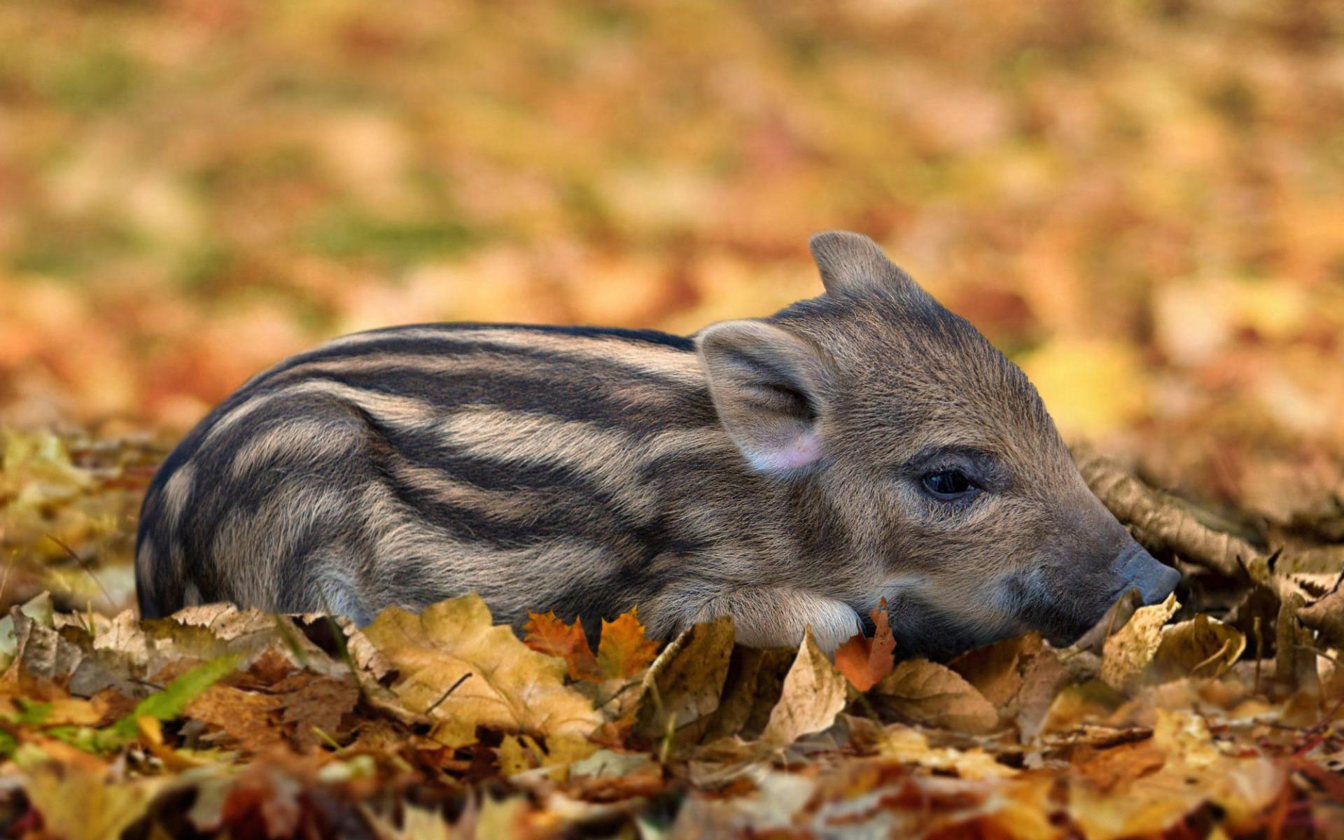 Download wallpaper small wild boar, forest, autumn, yellow leaves