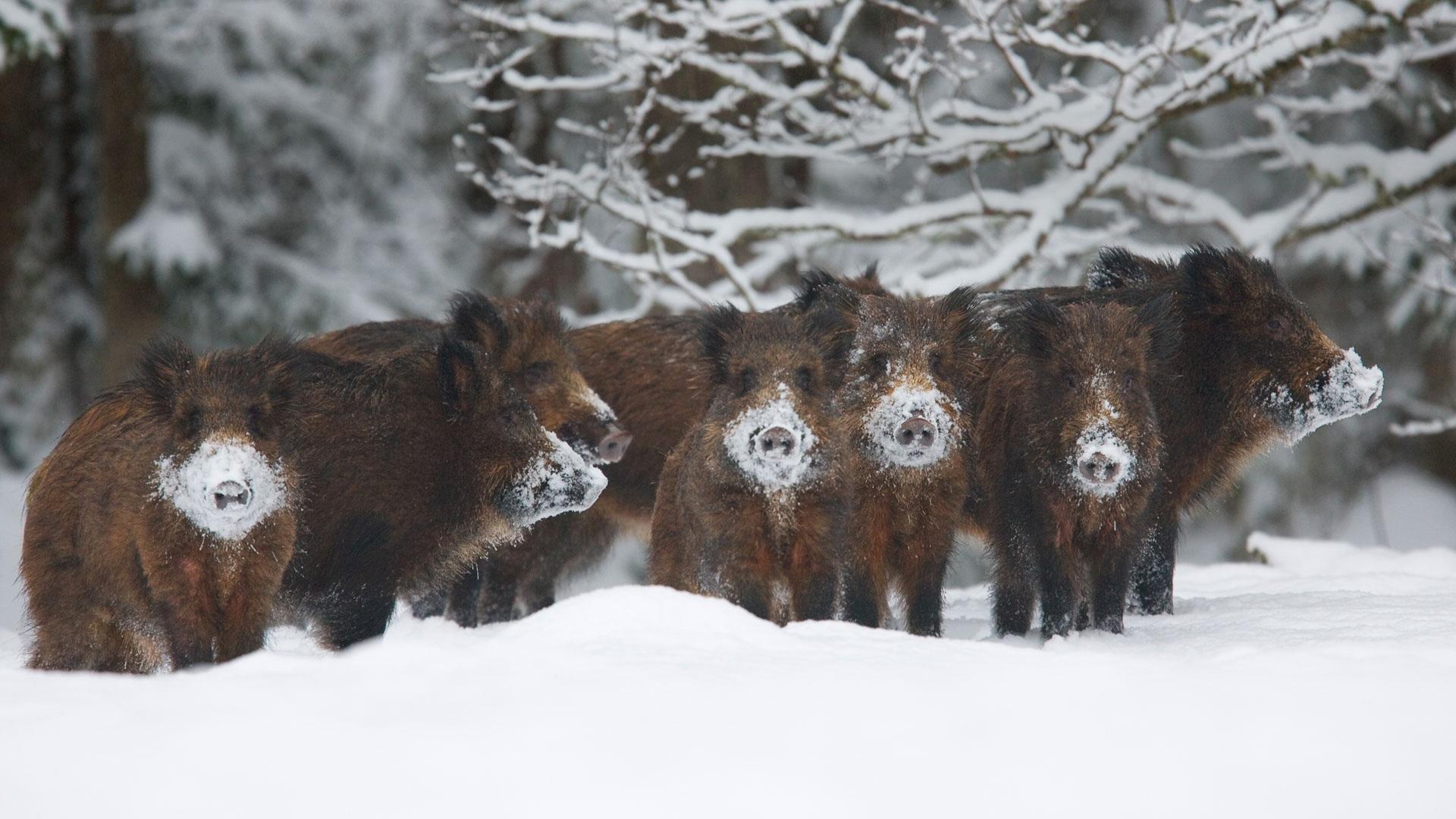 Wallpaper Wild pigs, boar, winter, snow 1920x1080 Full HD 2K Picture