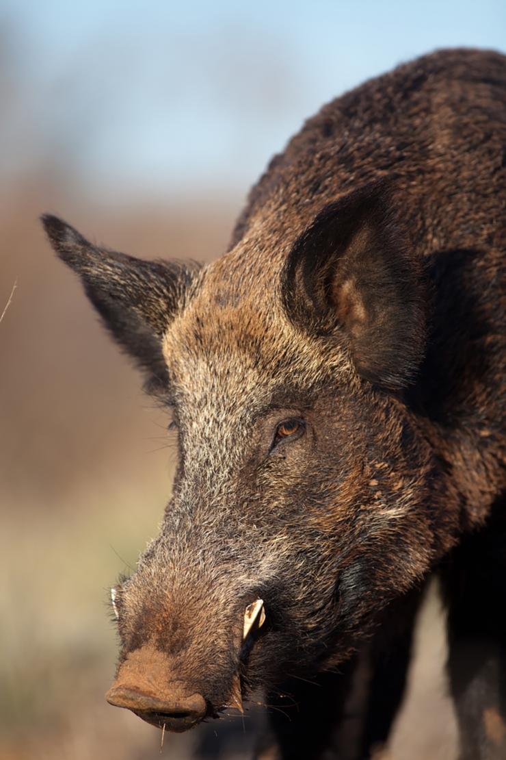 How to Stalk Wild Hogs