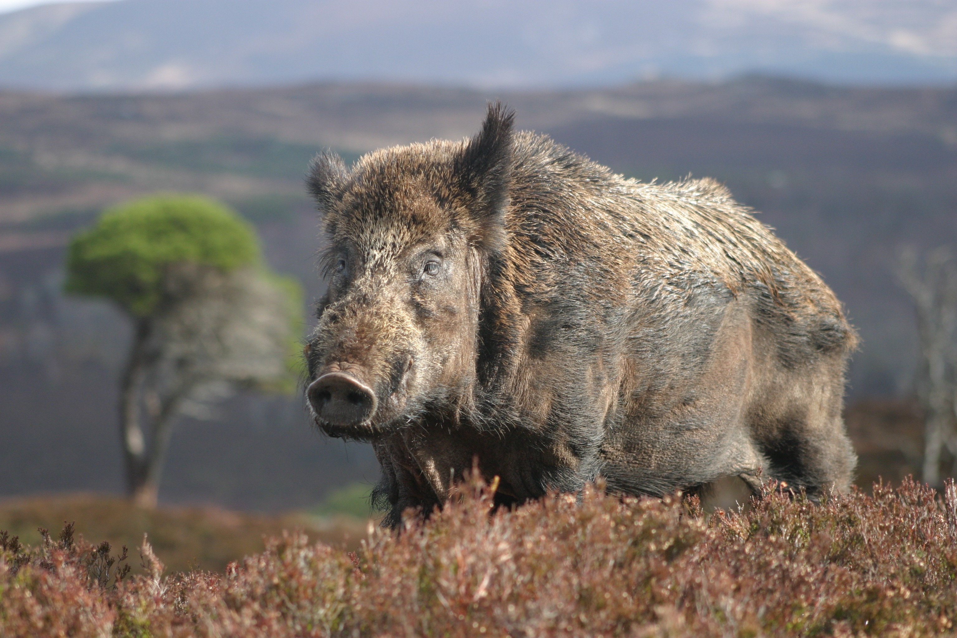 Wild Boar Wallpaper High Quality