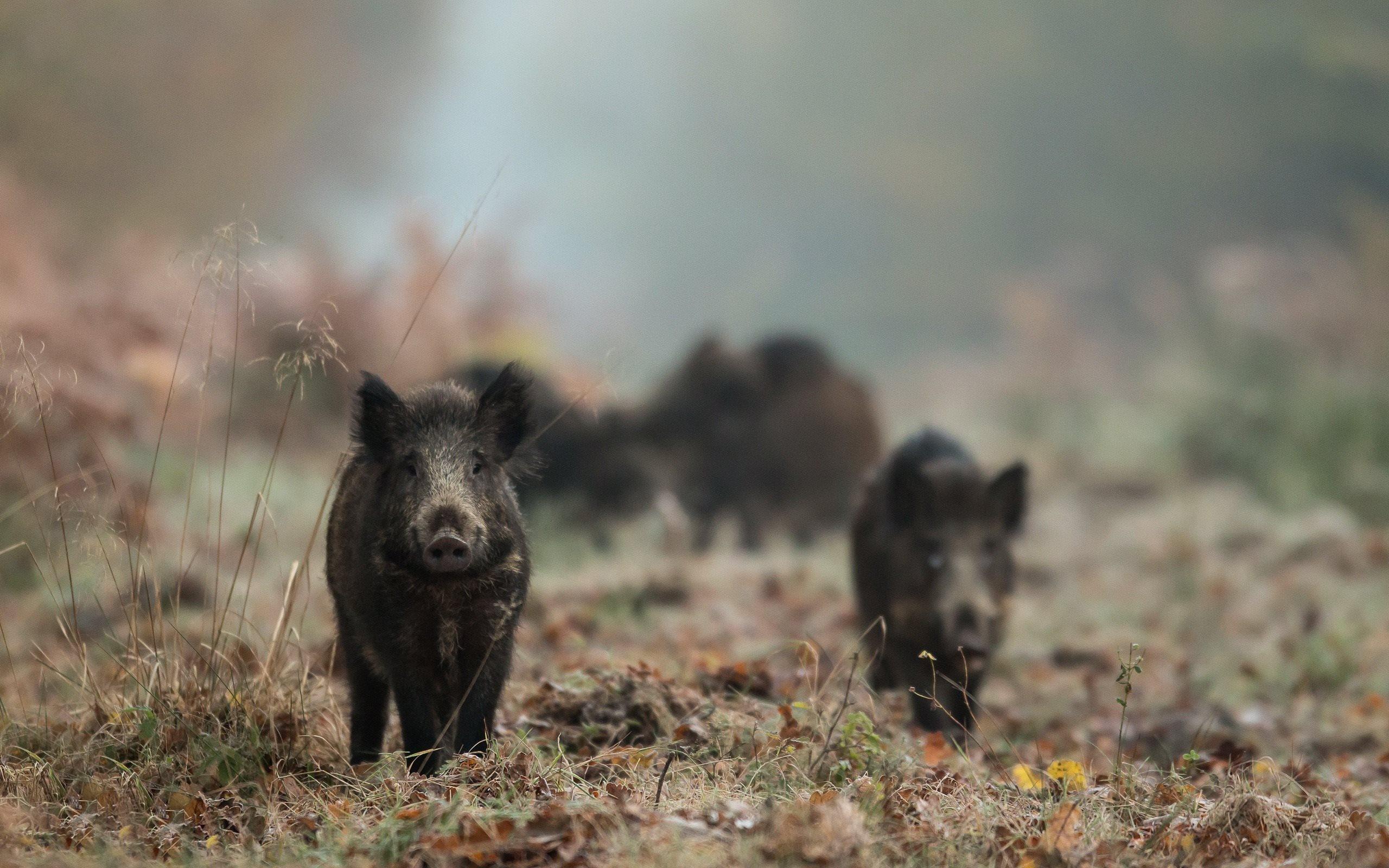 Download wallpaper Wild boars, forest, black boar, forest animals