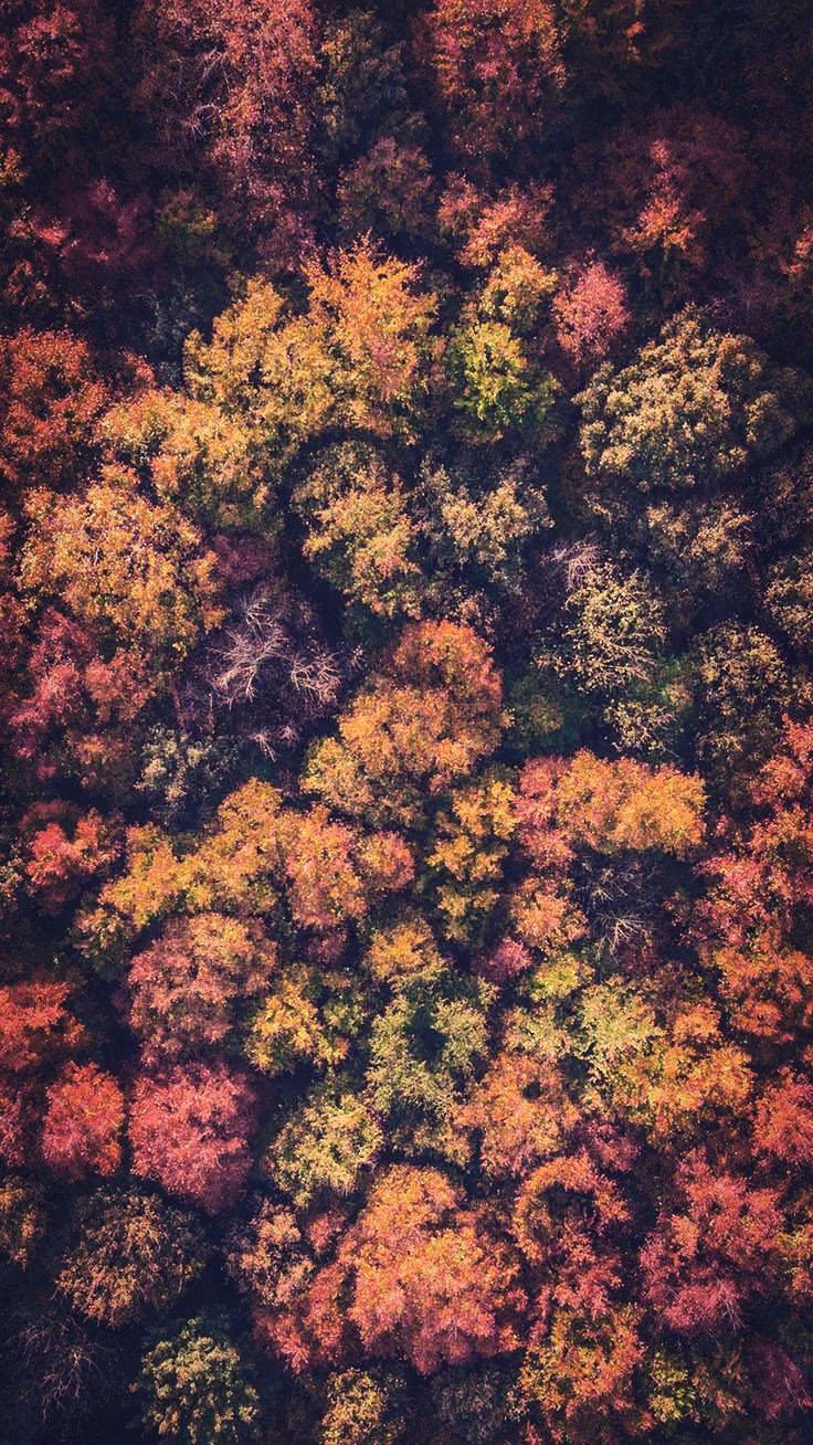 Gorgeous Happy Fall iPhone X Wallpaper
