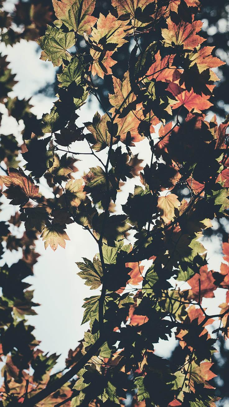 31+ Autumn Wallpapers For Iphone