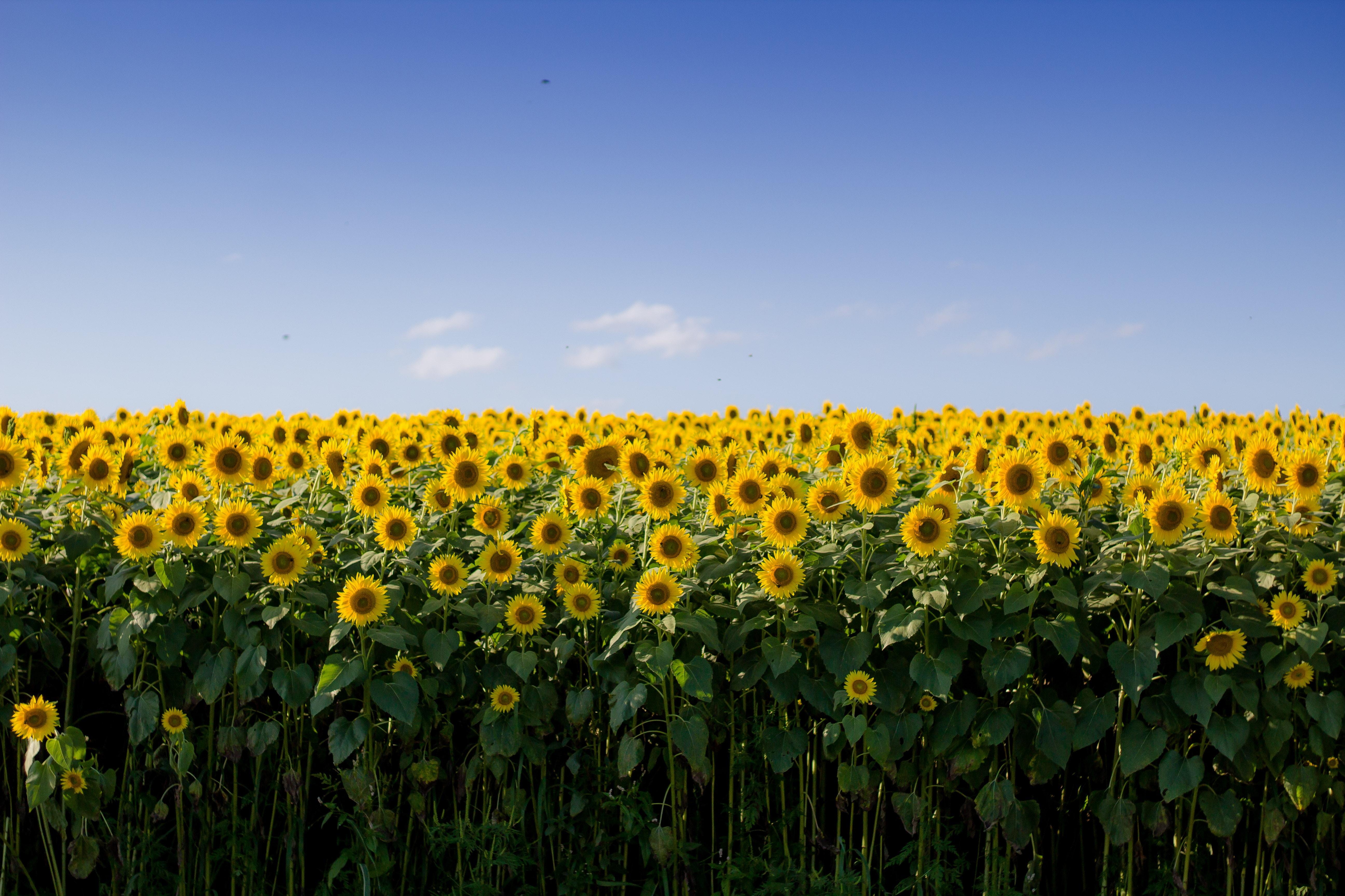 5184x3456 #summer, #blue sky, #bee, #sun, #sun flwers, #sunflower, #Free , #happiness, #flowers, #green, #happy, #yellow, #sunflower field, #wallpaper, #autumn, #nature, #beauty, #blue, #field HD Wallpaper
