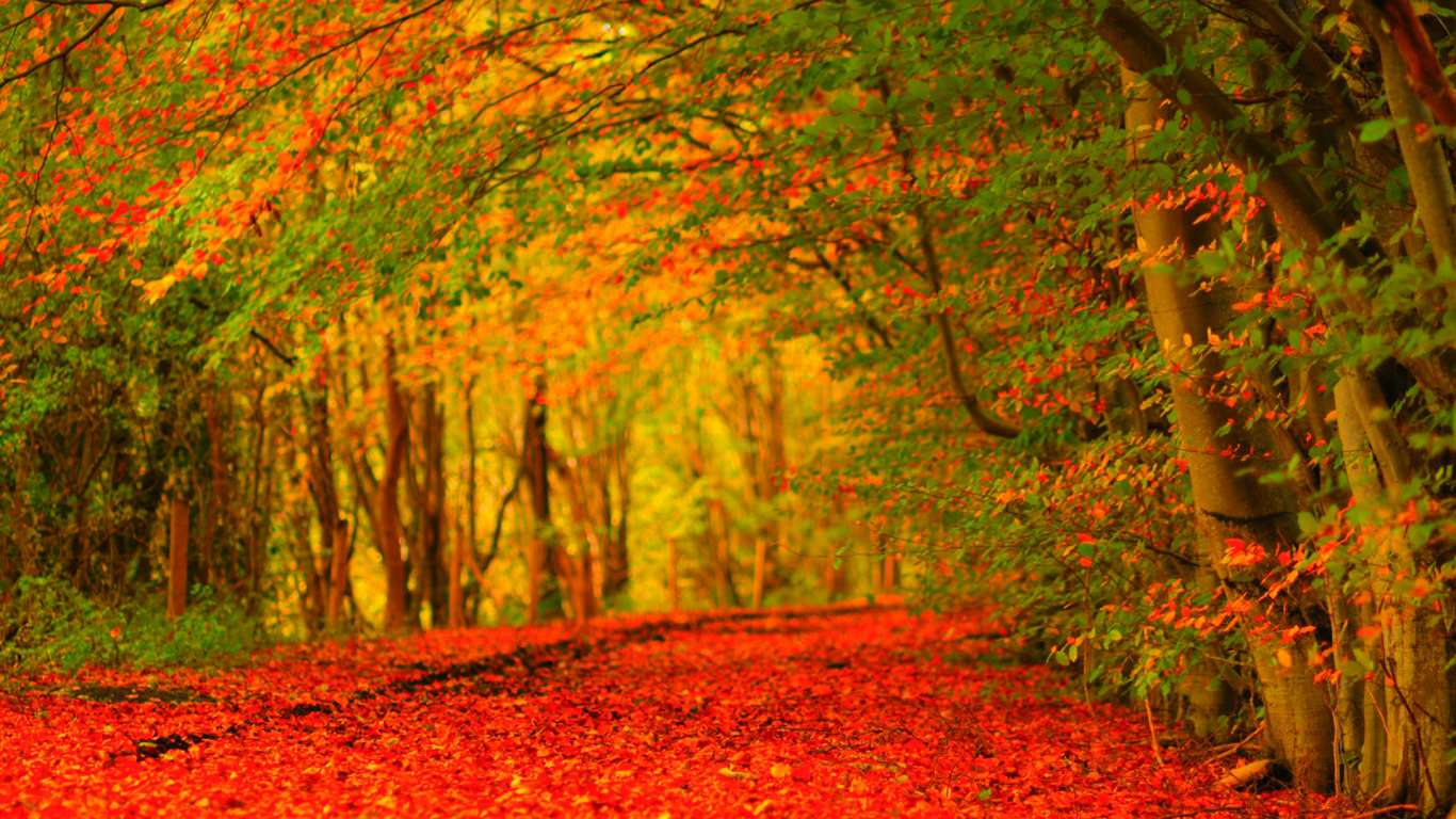 25+ Autumn Wallpapers, Backgrounds, Image, Pictures