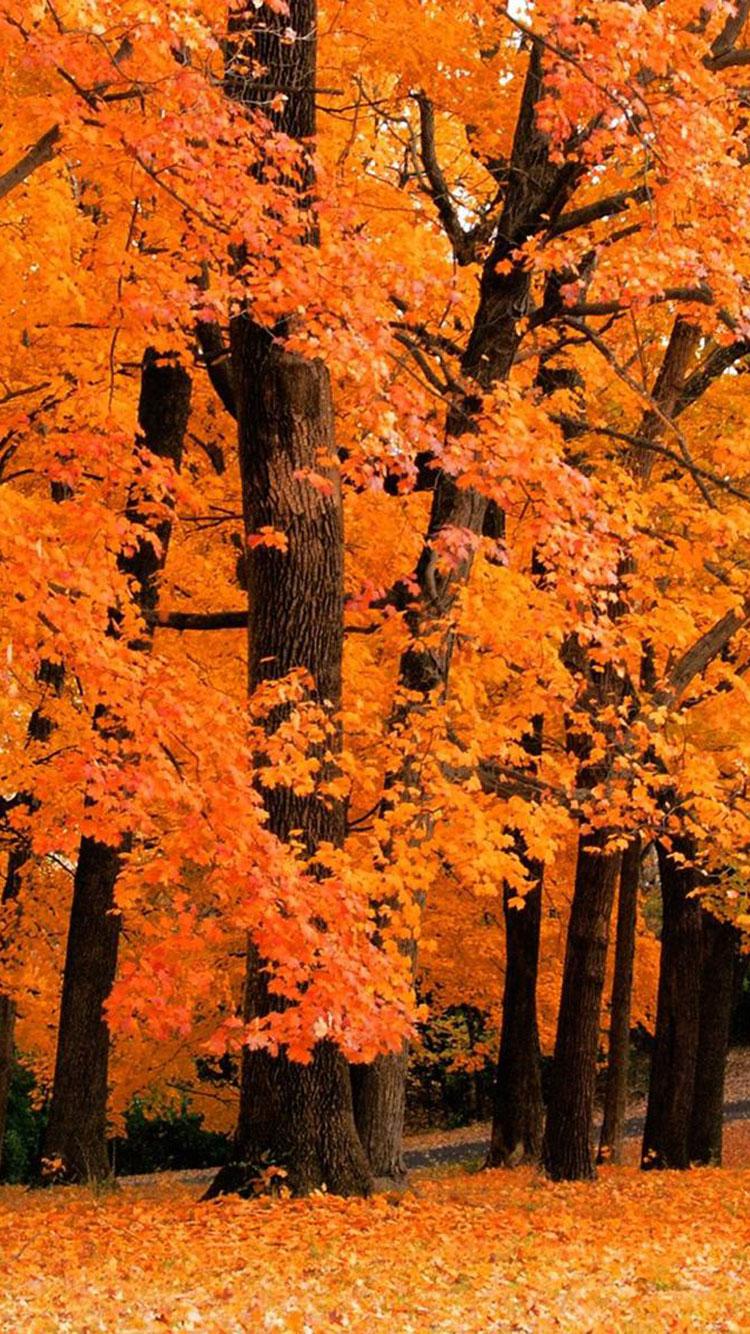 25 Fall iPhone Wallpapers