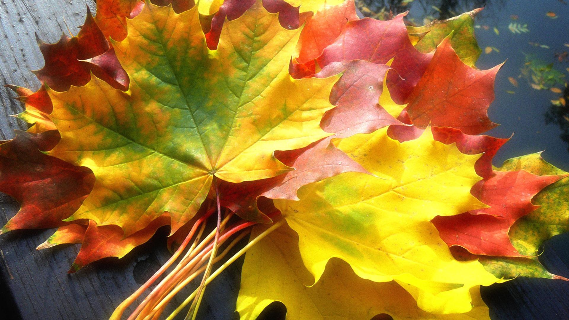 Autumn Seasons Nature wallpapers Collection