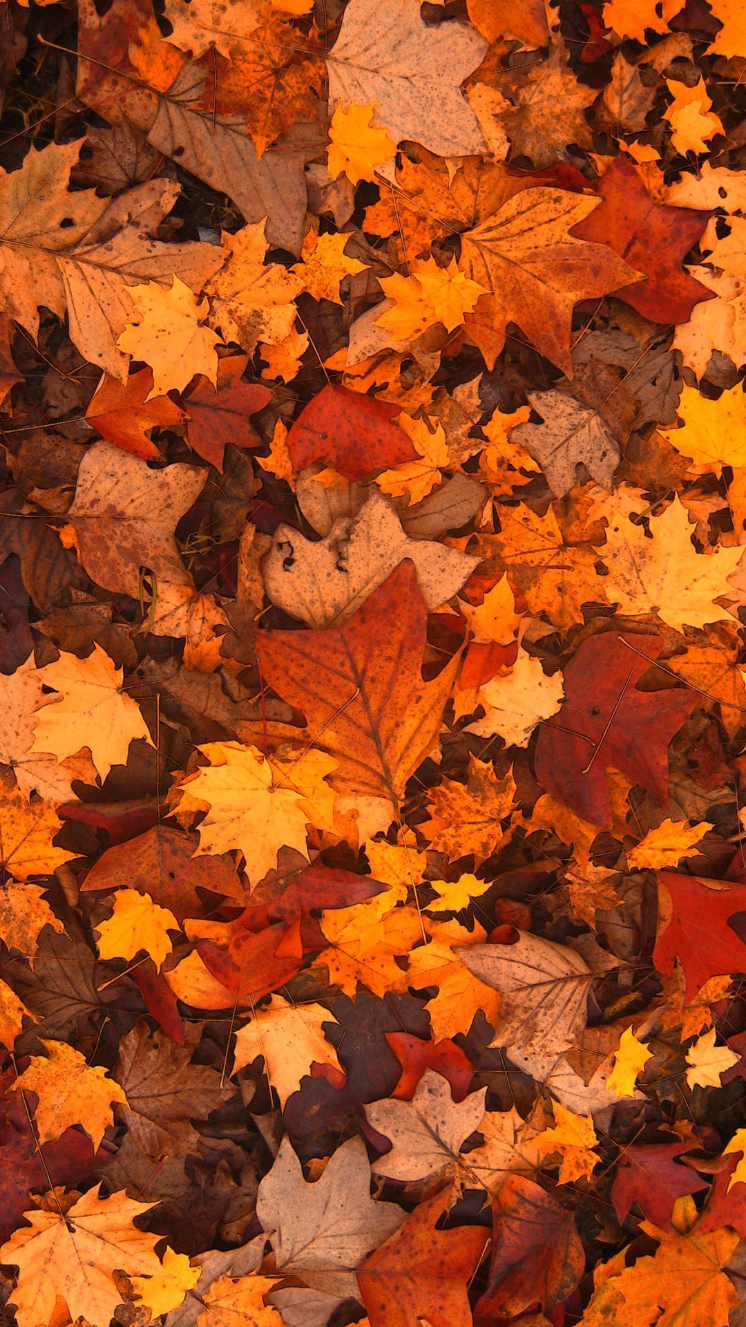 Fall Leaf Wallpapers