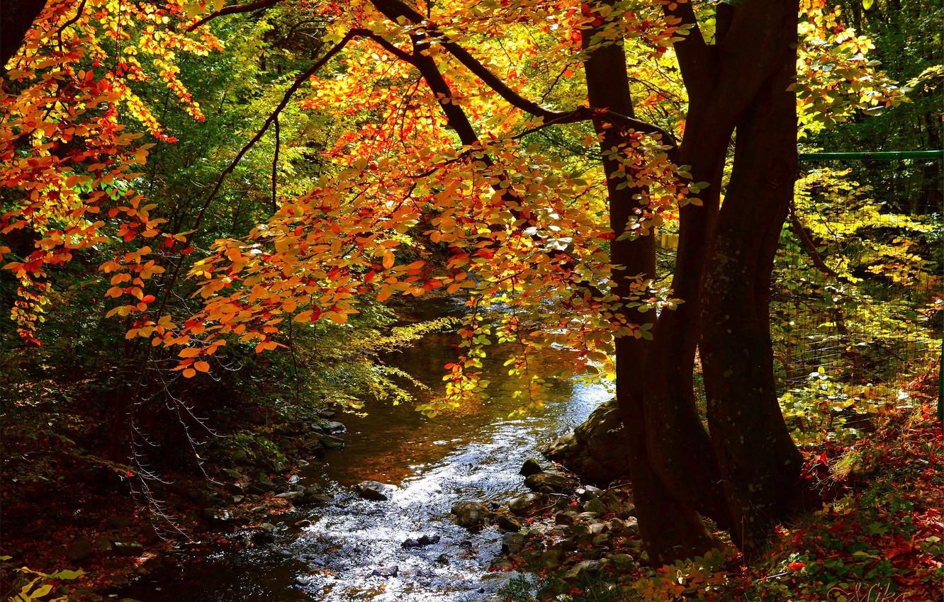 Wallpaper Autumn, Forest, Fall, River, Autumn, River, Forest image