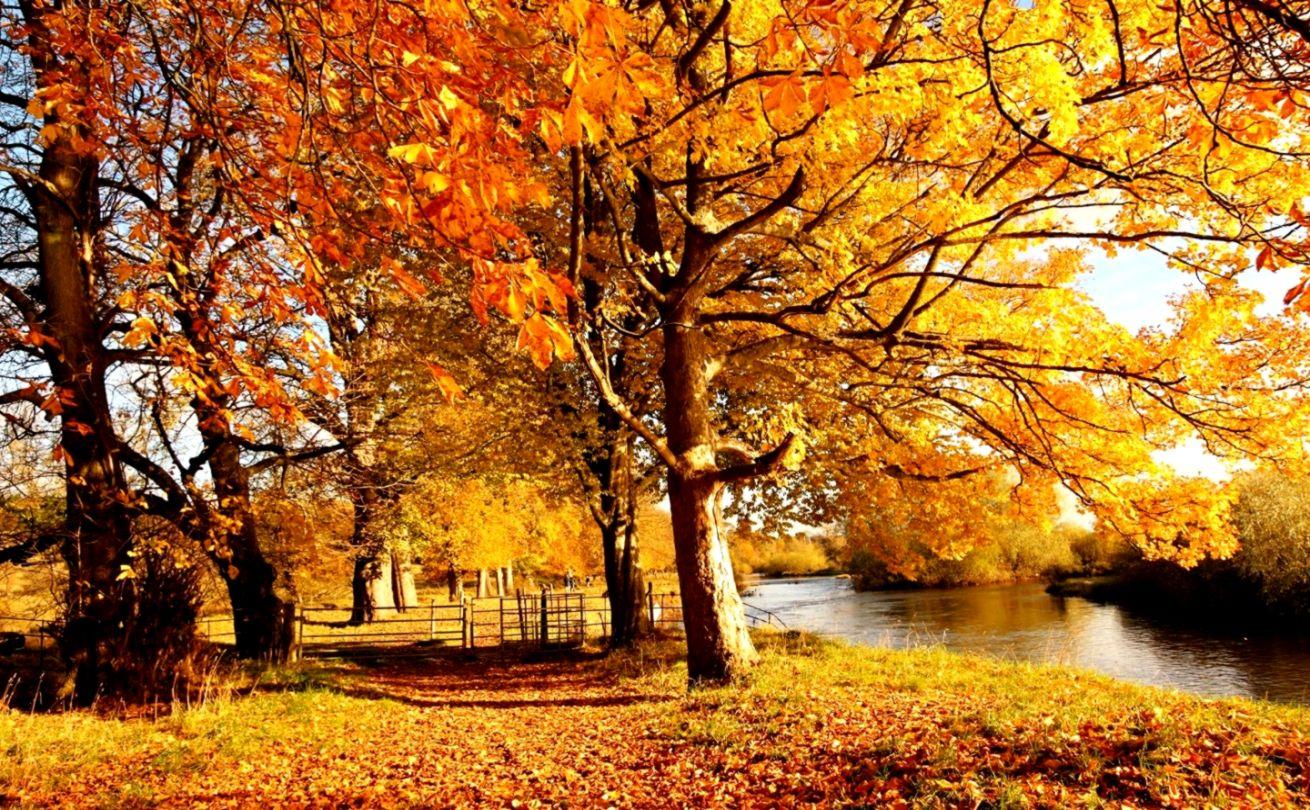 Autumn River Forest Wallpaper