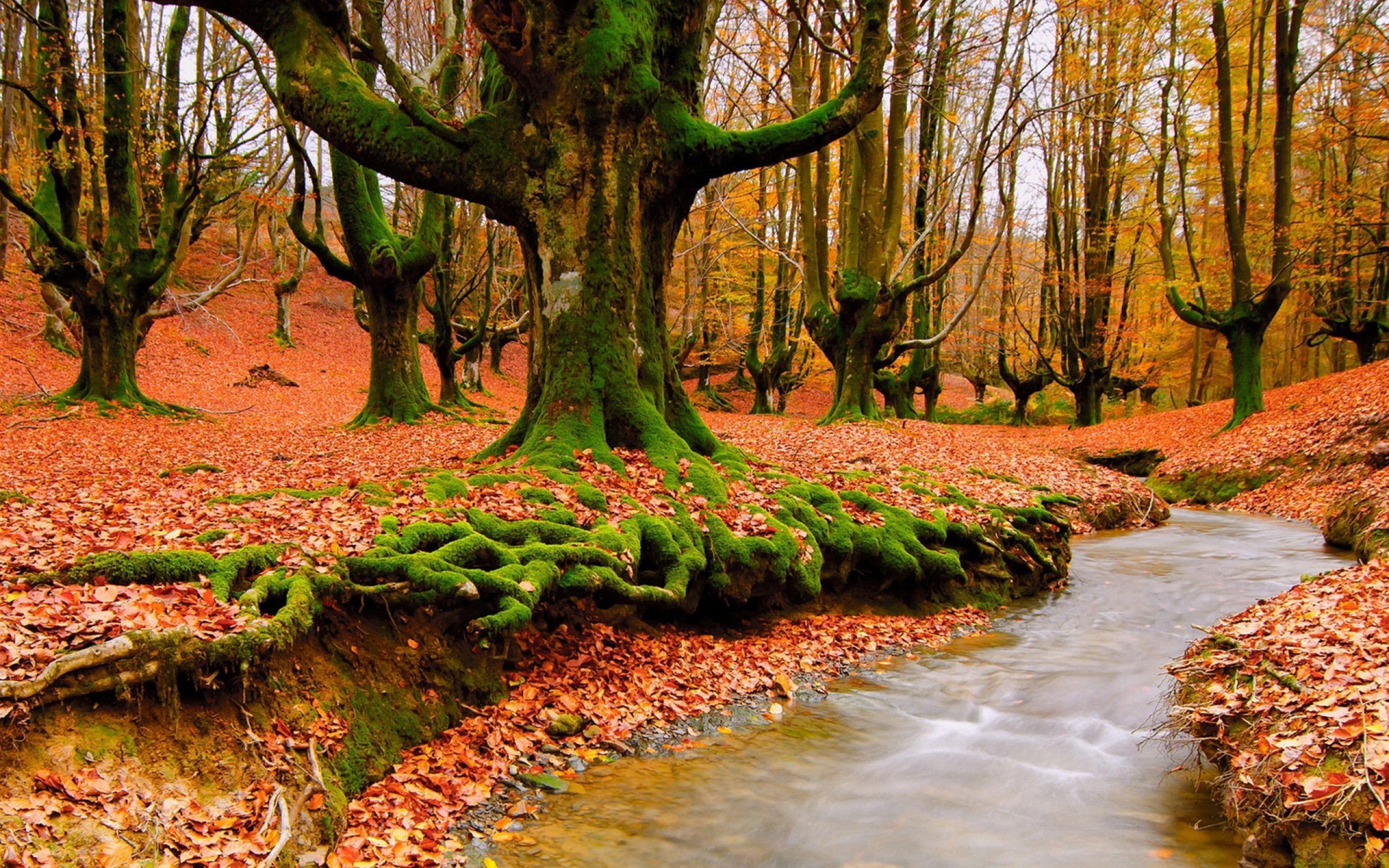 Autumn Forest River Wallpaper