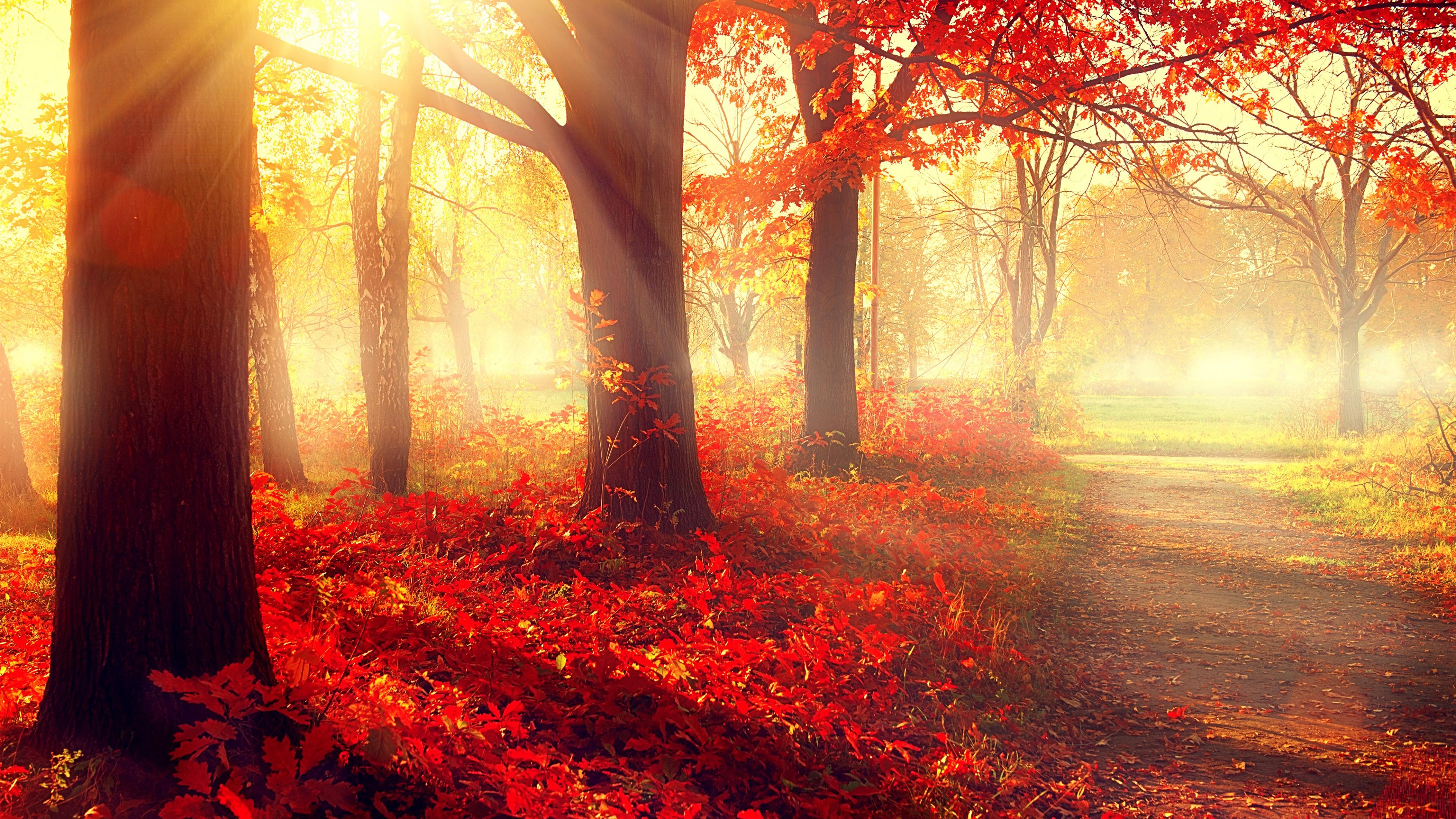 Autumn steam backgrounds фото 55