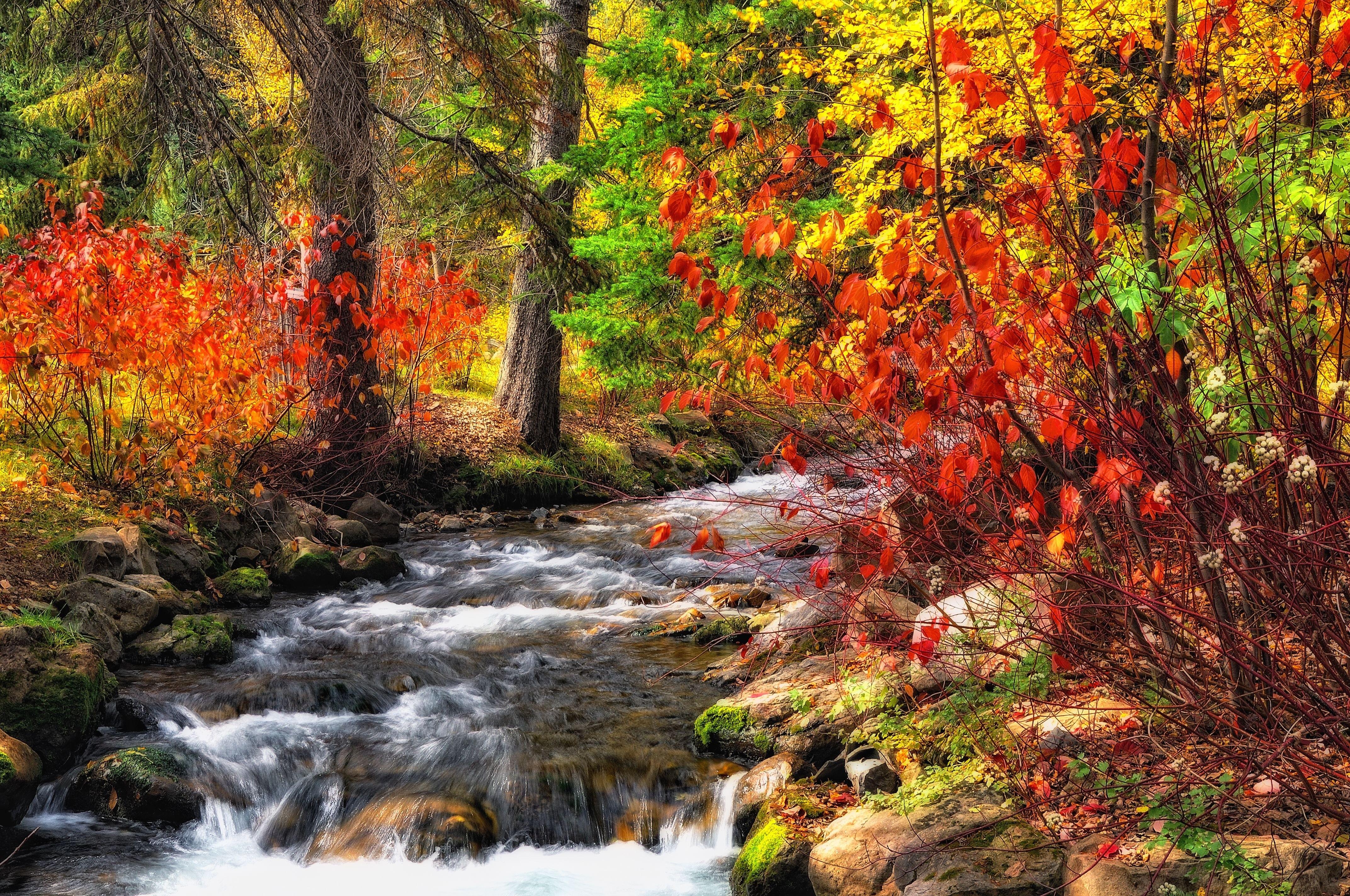 Stream in Autumn Forest 4k Ultra HD Wallpaper. Background Image